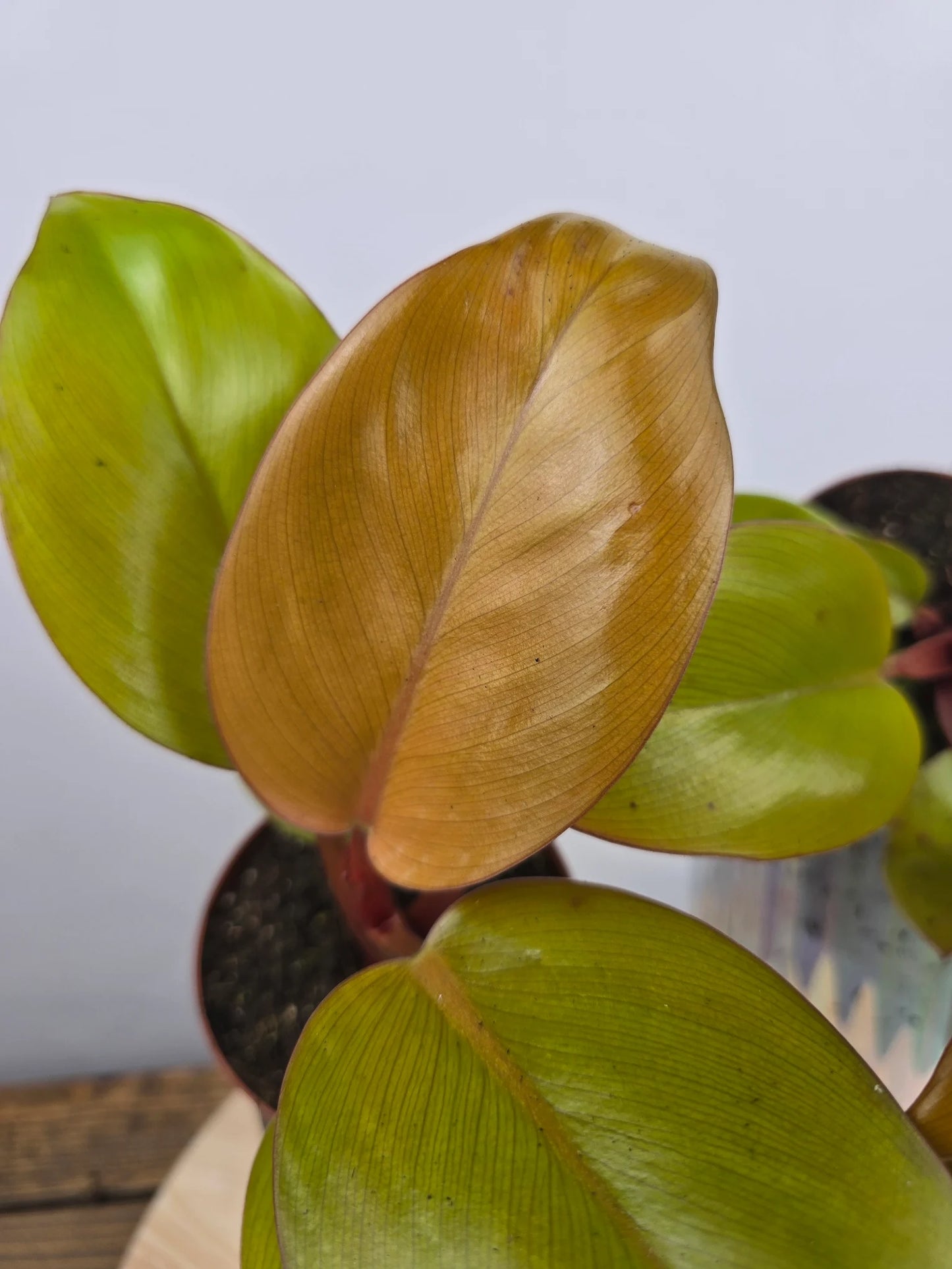 Philodendron 'Mars'