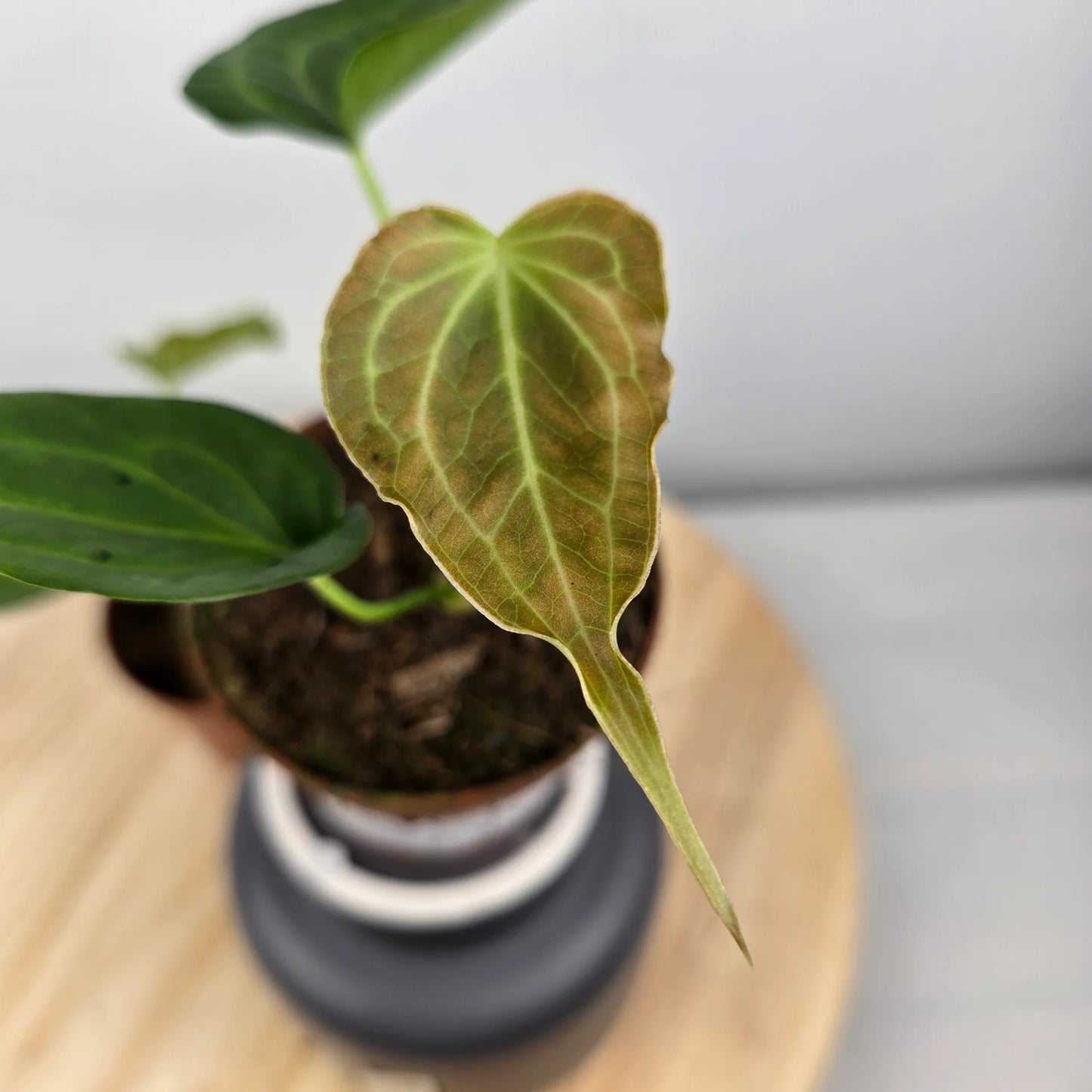 Anthurium Delta Force