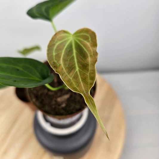 Anthurium Delta Force