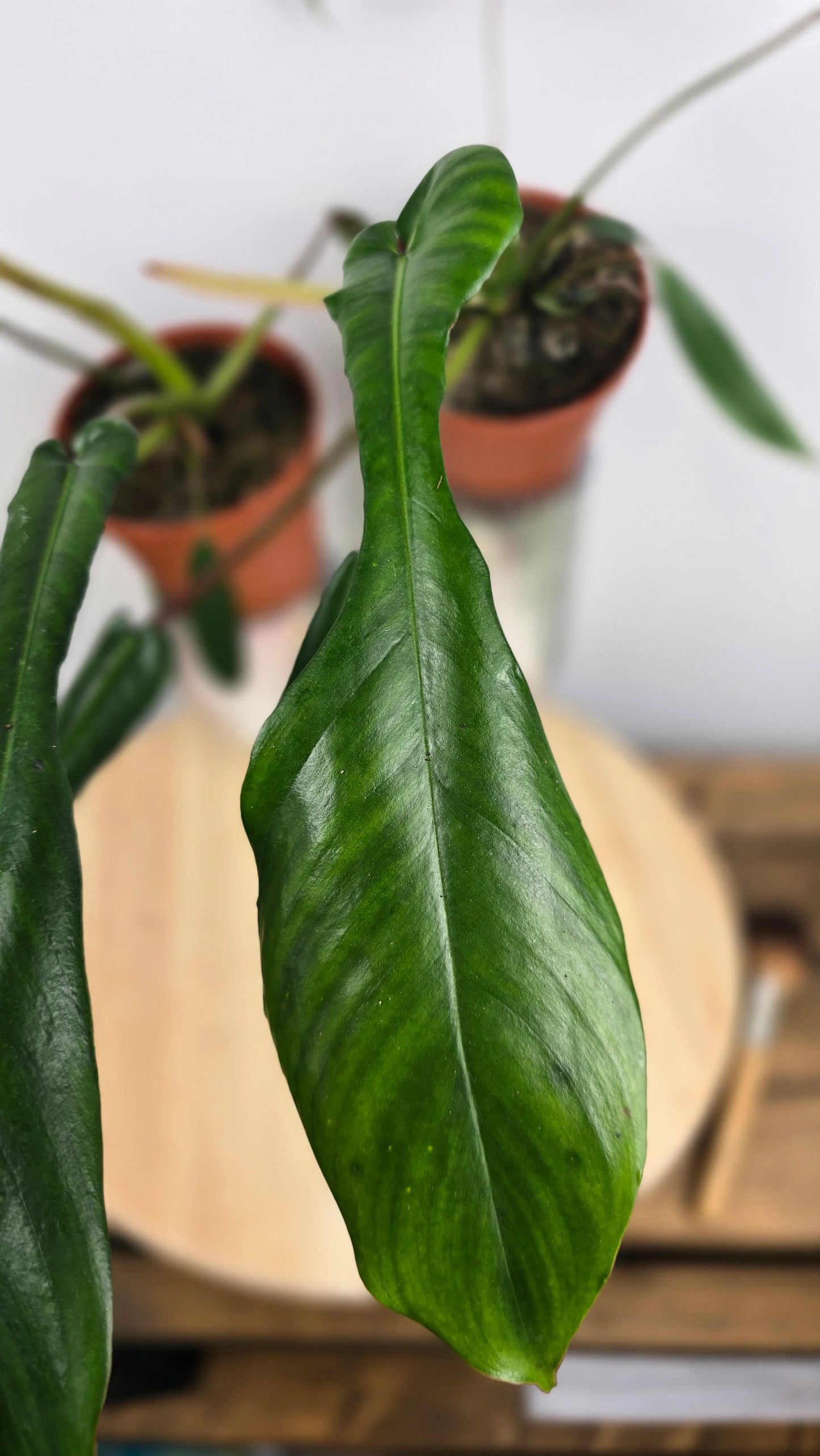 Philodendron Joepii