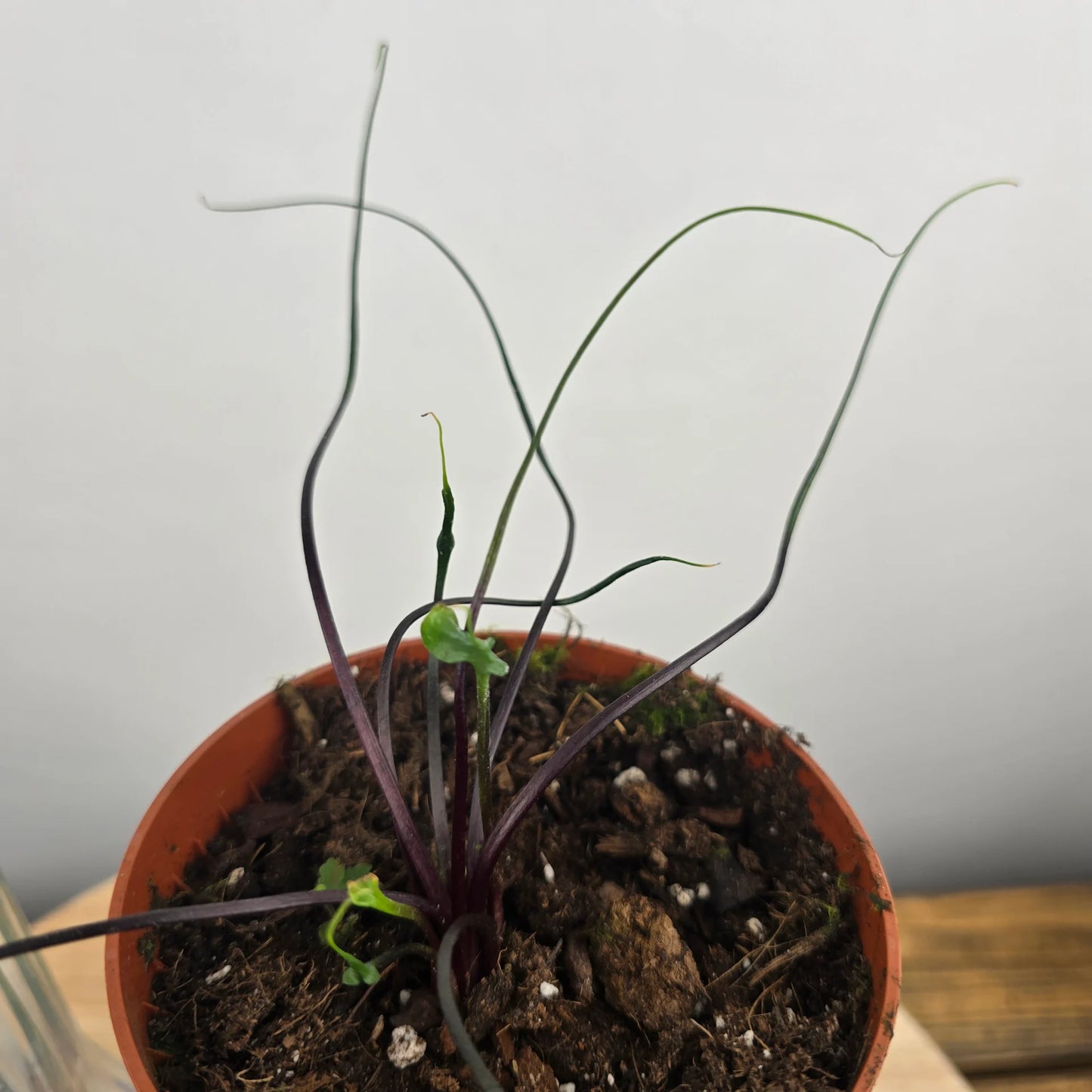 Alocasia plumbea 'Flying Squid'