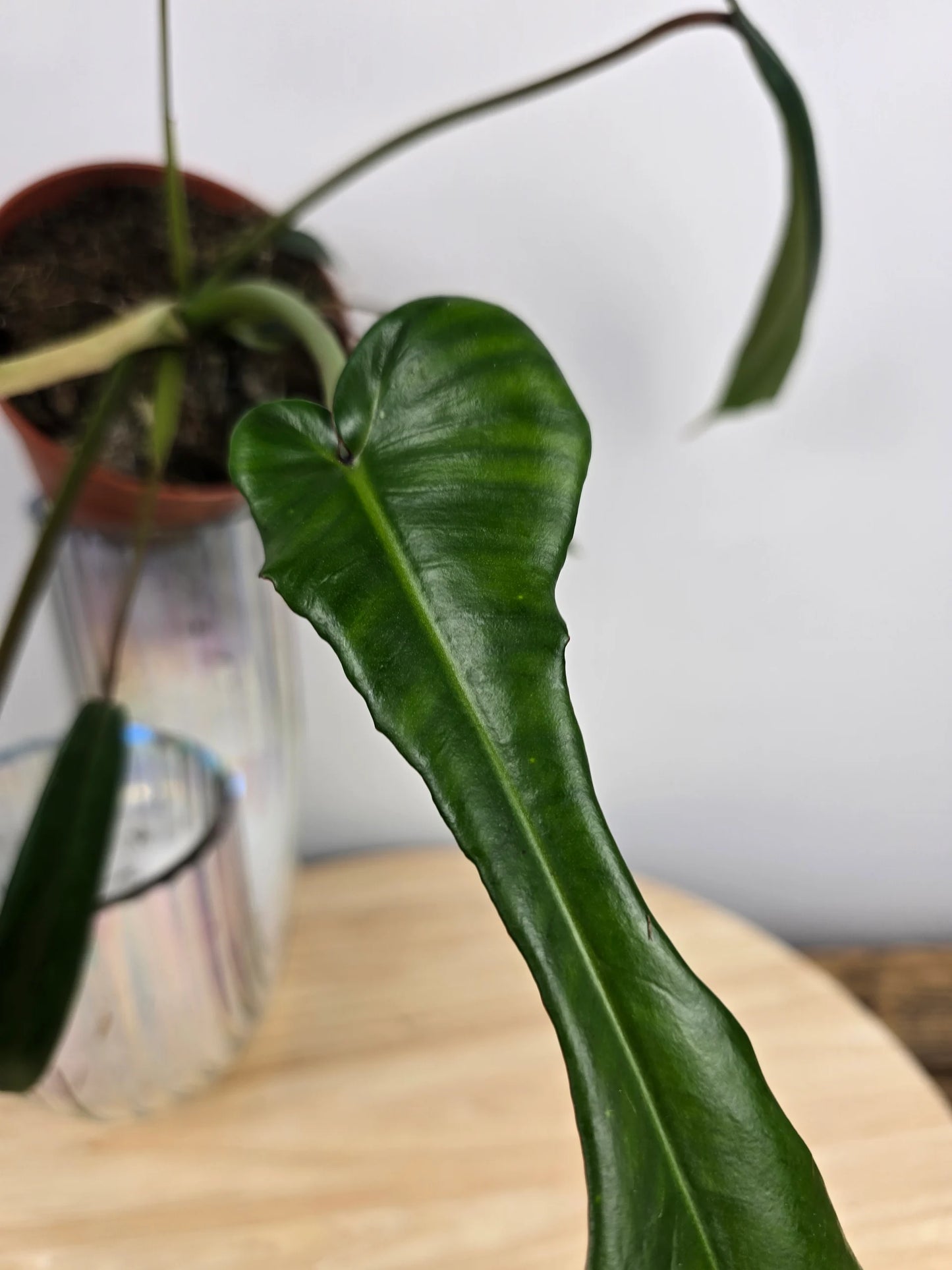 Philodendron Joepii