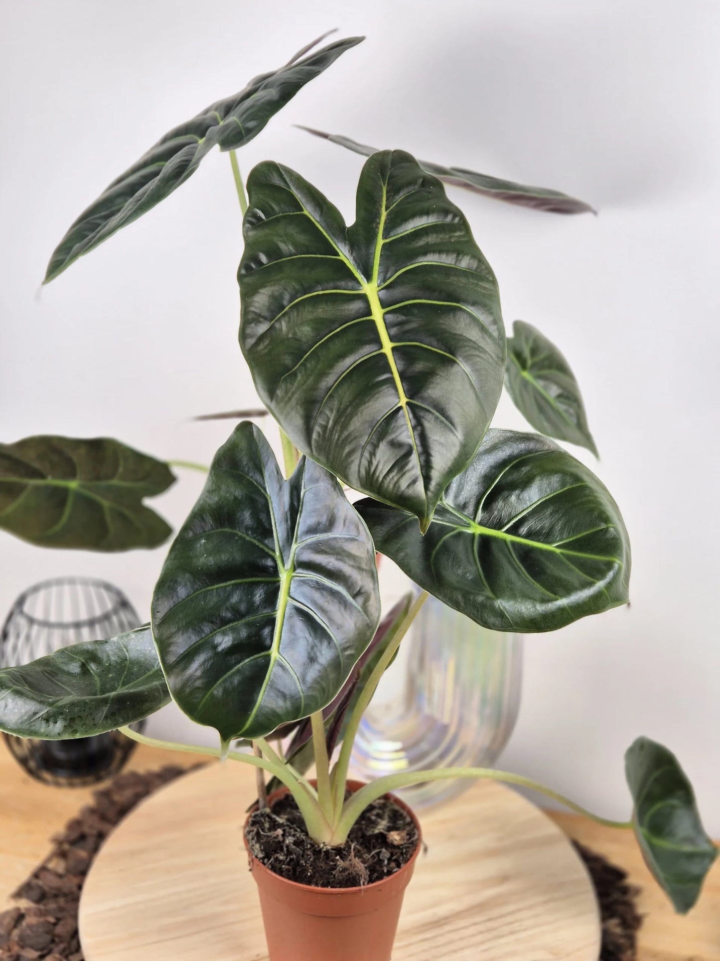 Alocasia 'Golden Bone'