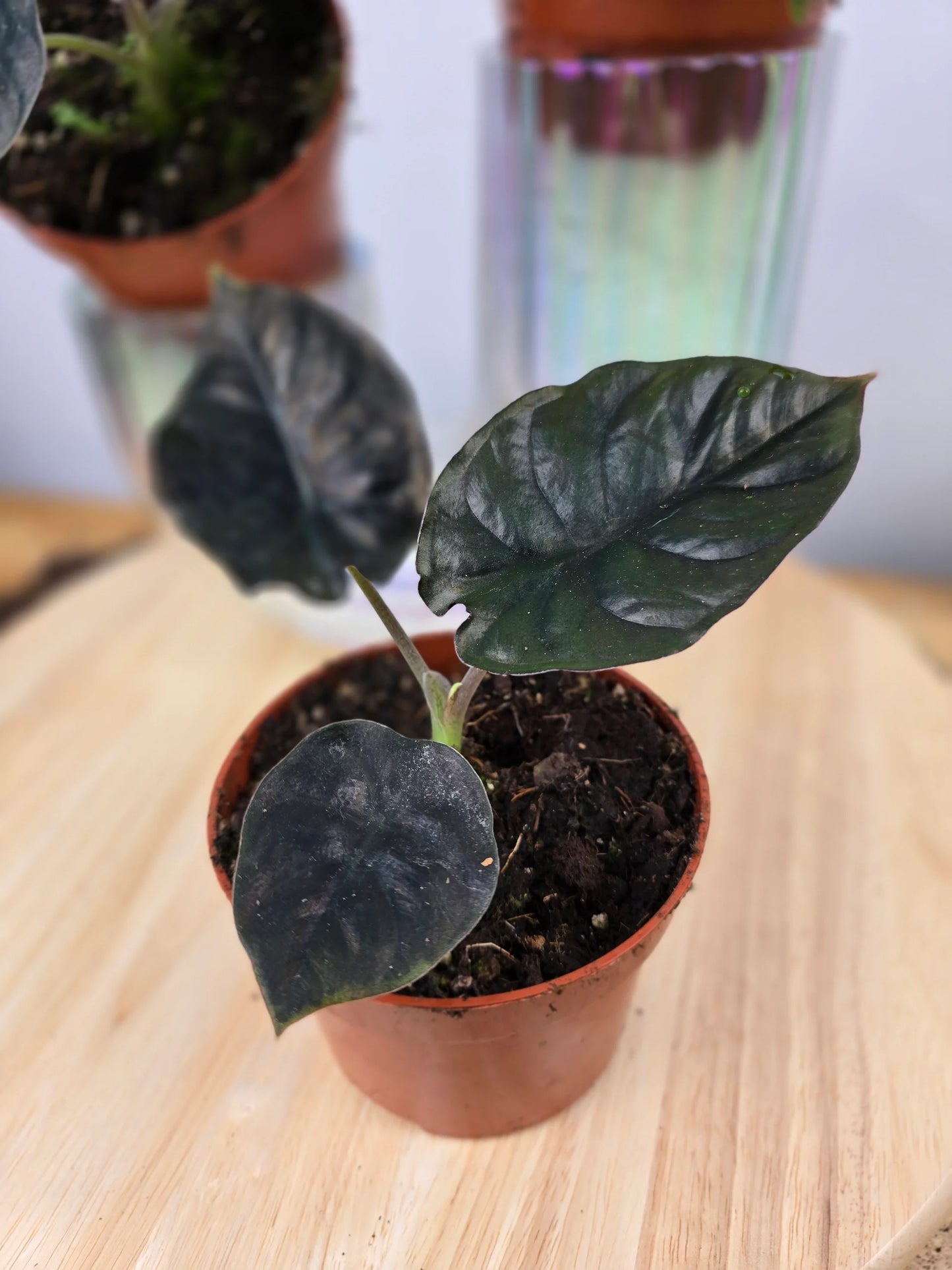 Alocasia infernalis 'Black Magic'