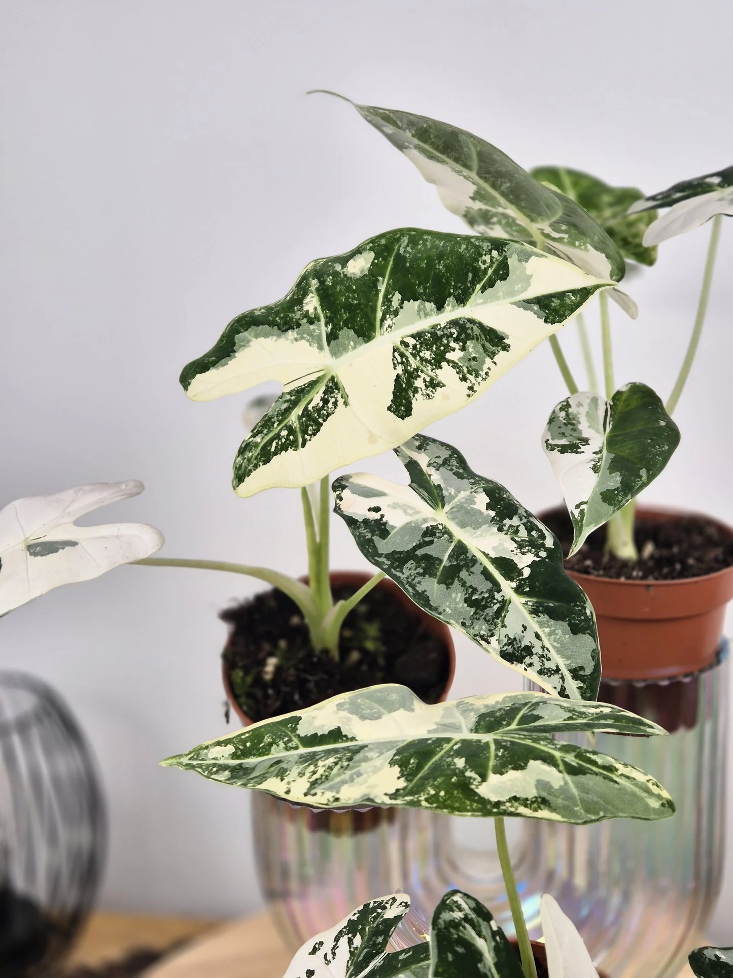 Alocasia Micholitziana 'Frydek variegata'