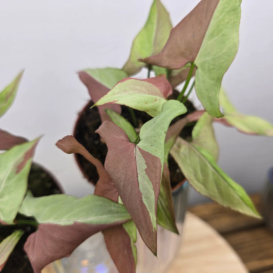 Syngonium Orm Nagpum Variegata