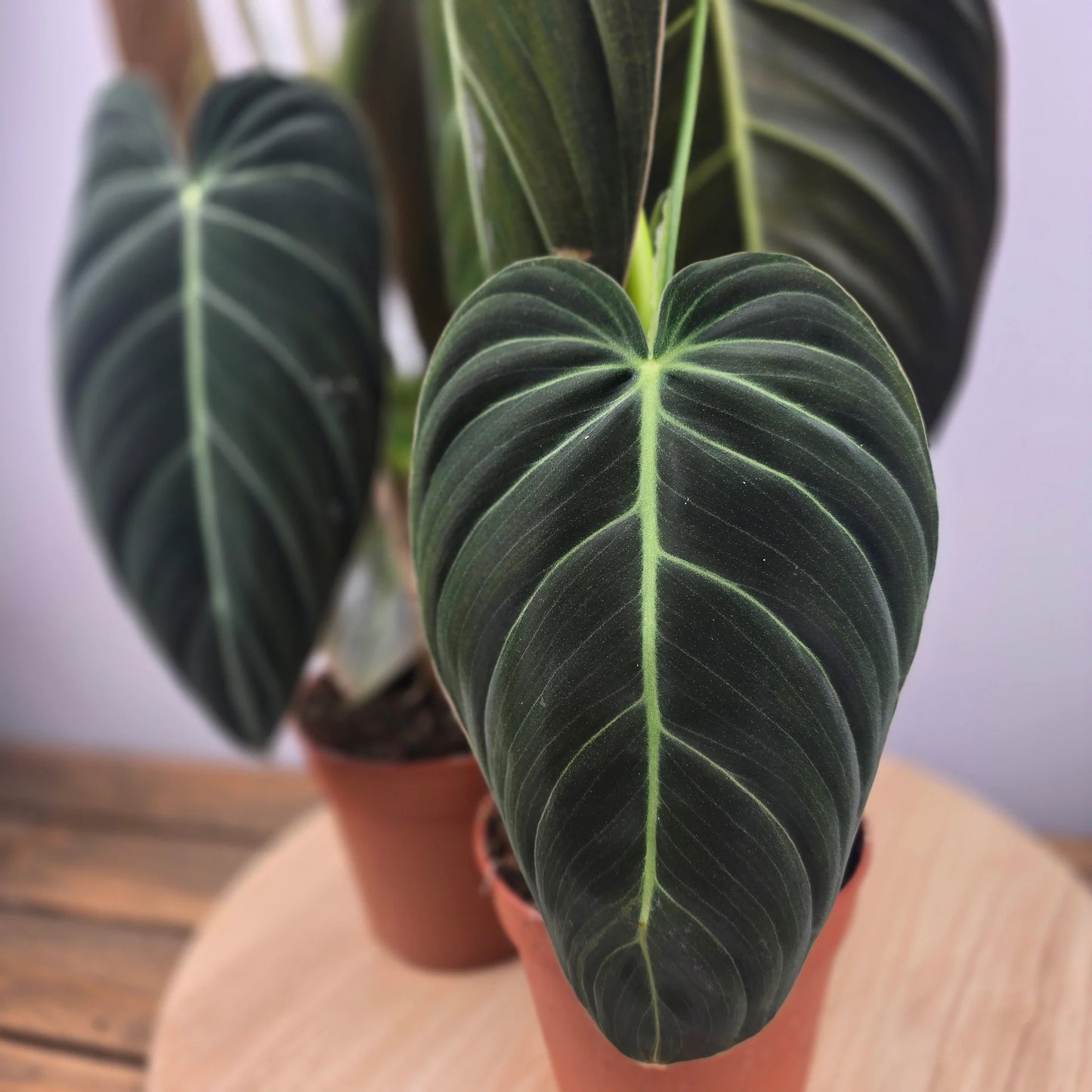Philodendron Melanochrysum