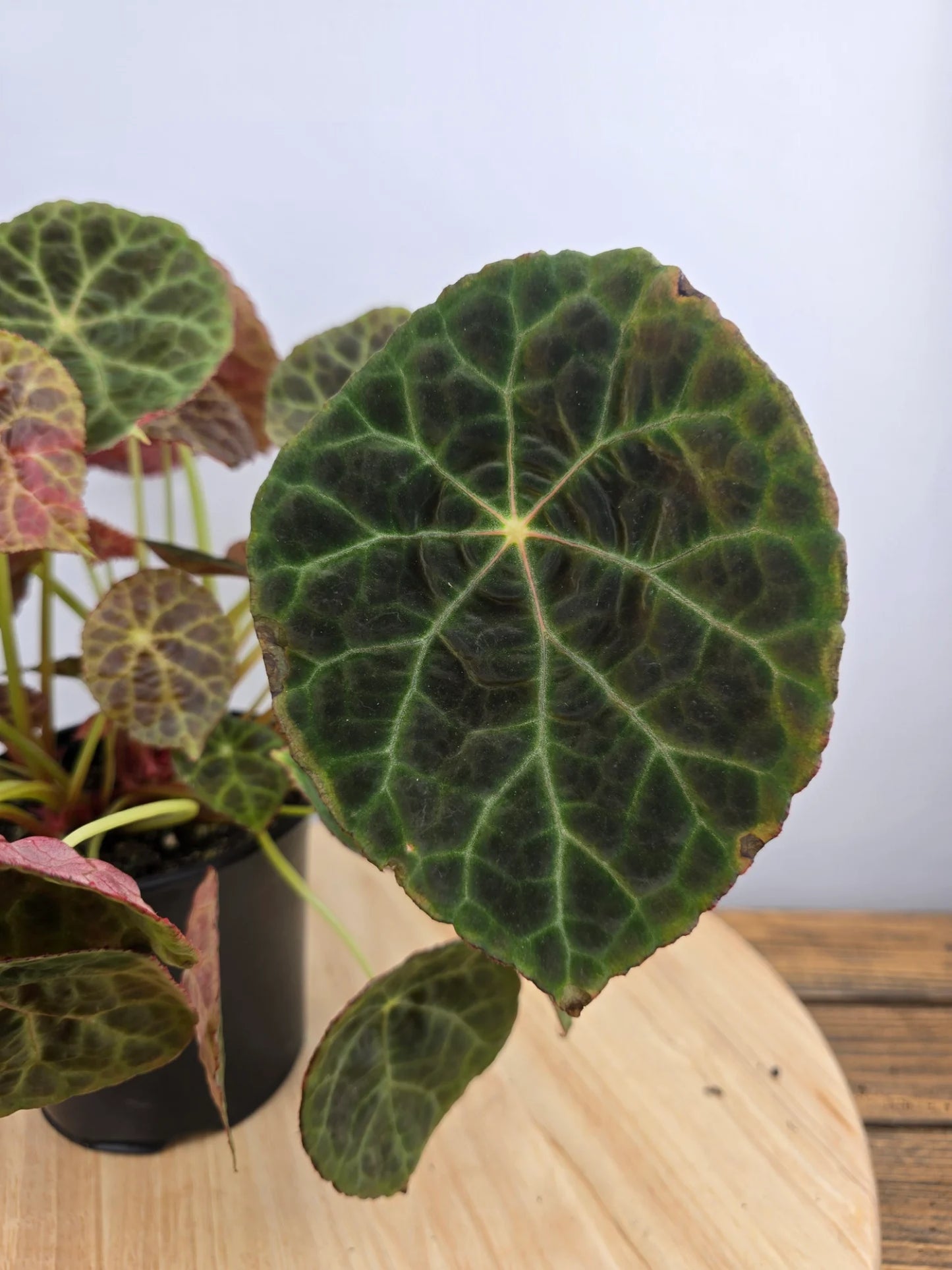 Begonia goegoensis