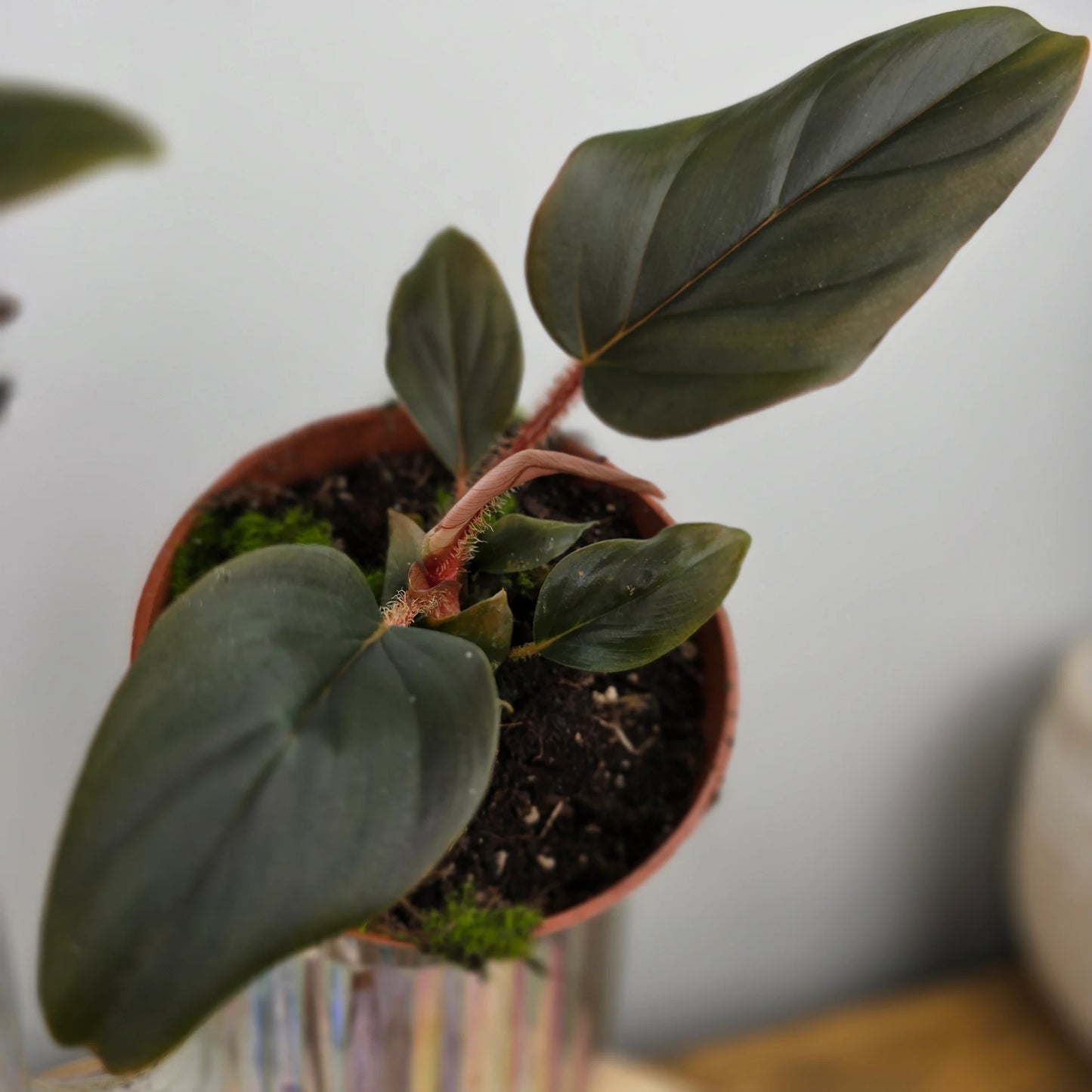Philodendron squamiferum x serpens