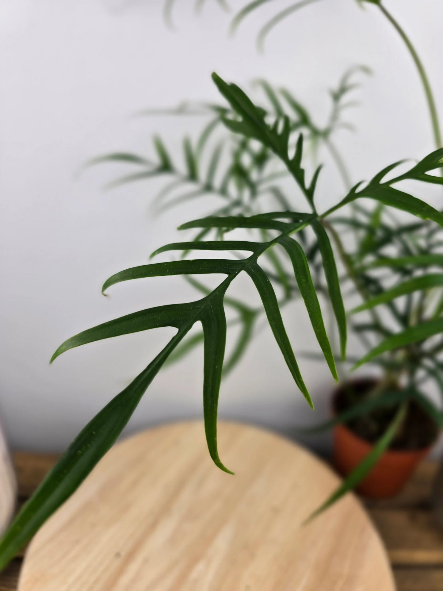 Philodendron polypodioides