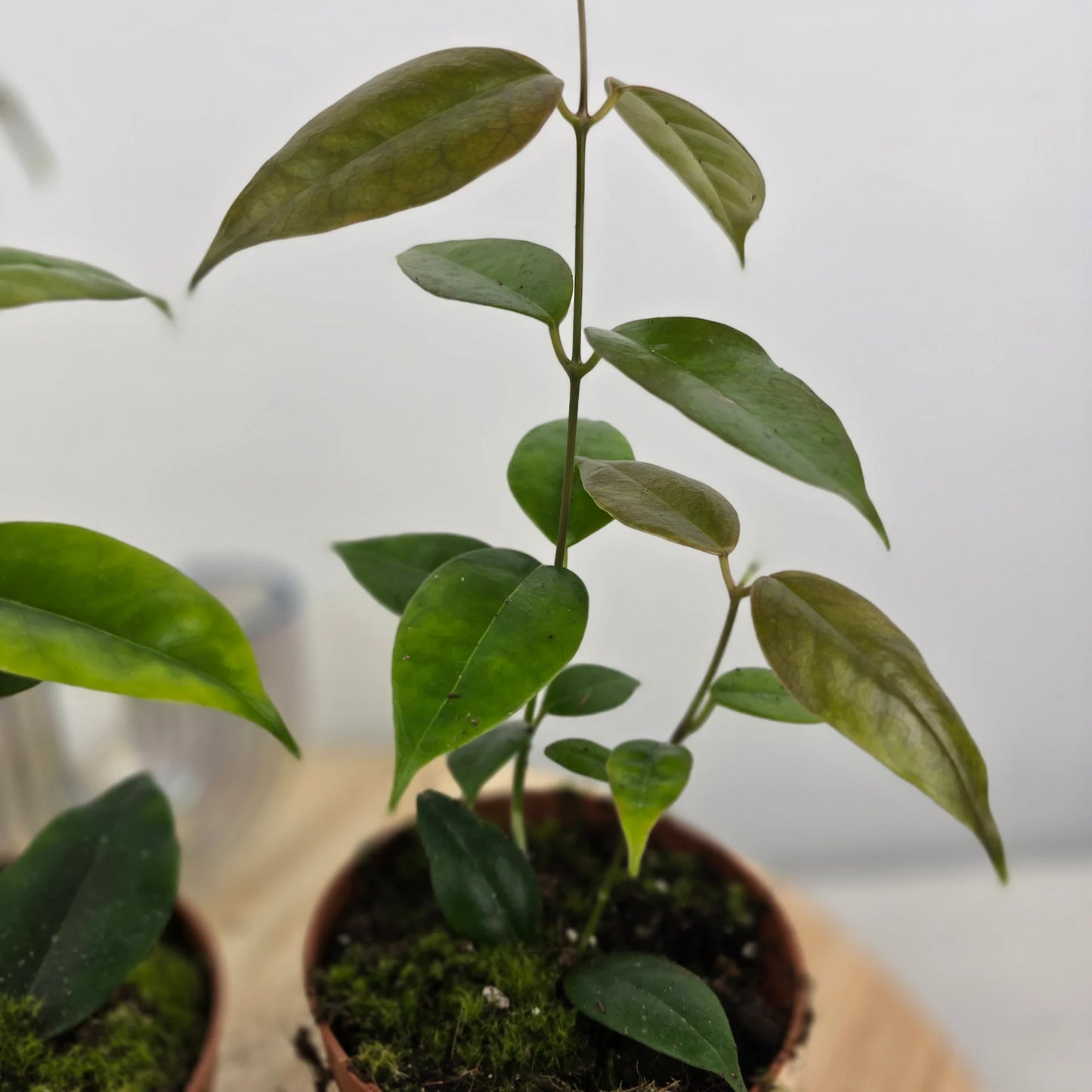 Hoya Paziae