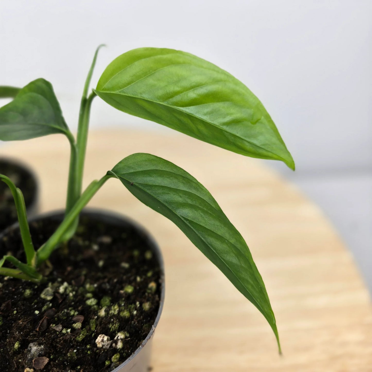 Monstera praetermissa