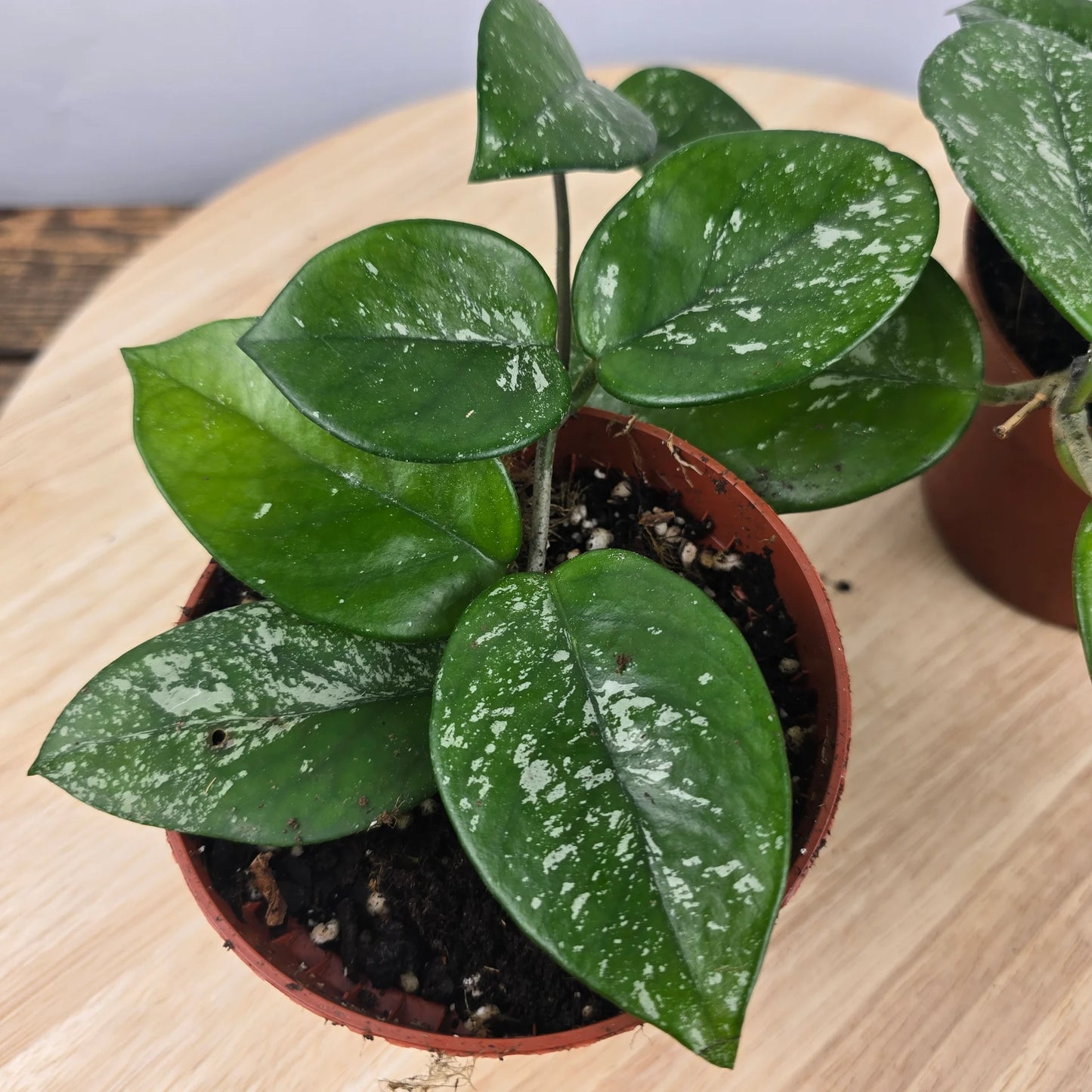 Hoya carnosa 'Freckles Splash'