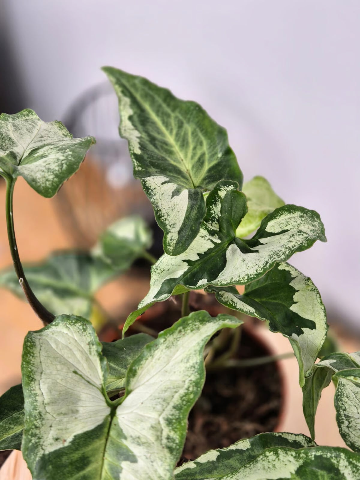 Syngonium 'Three Kings'
