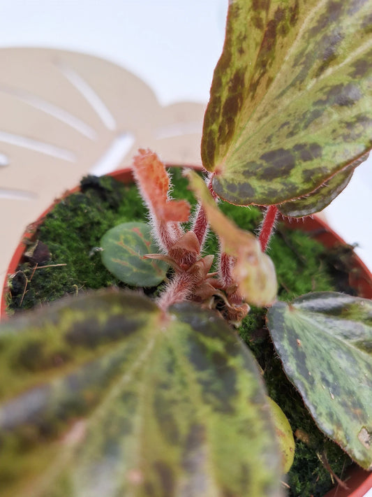 Begonia blancii mottled