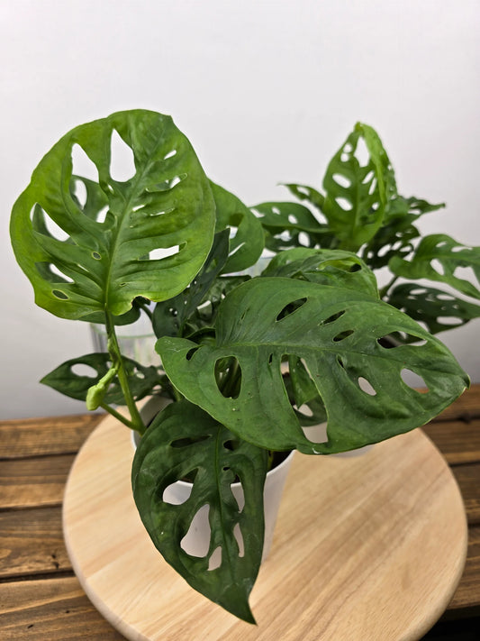 Monstera adansonii
