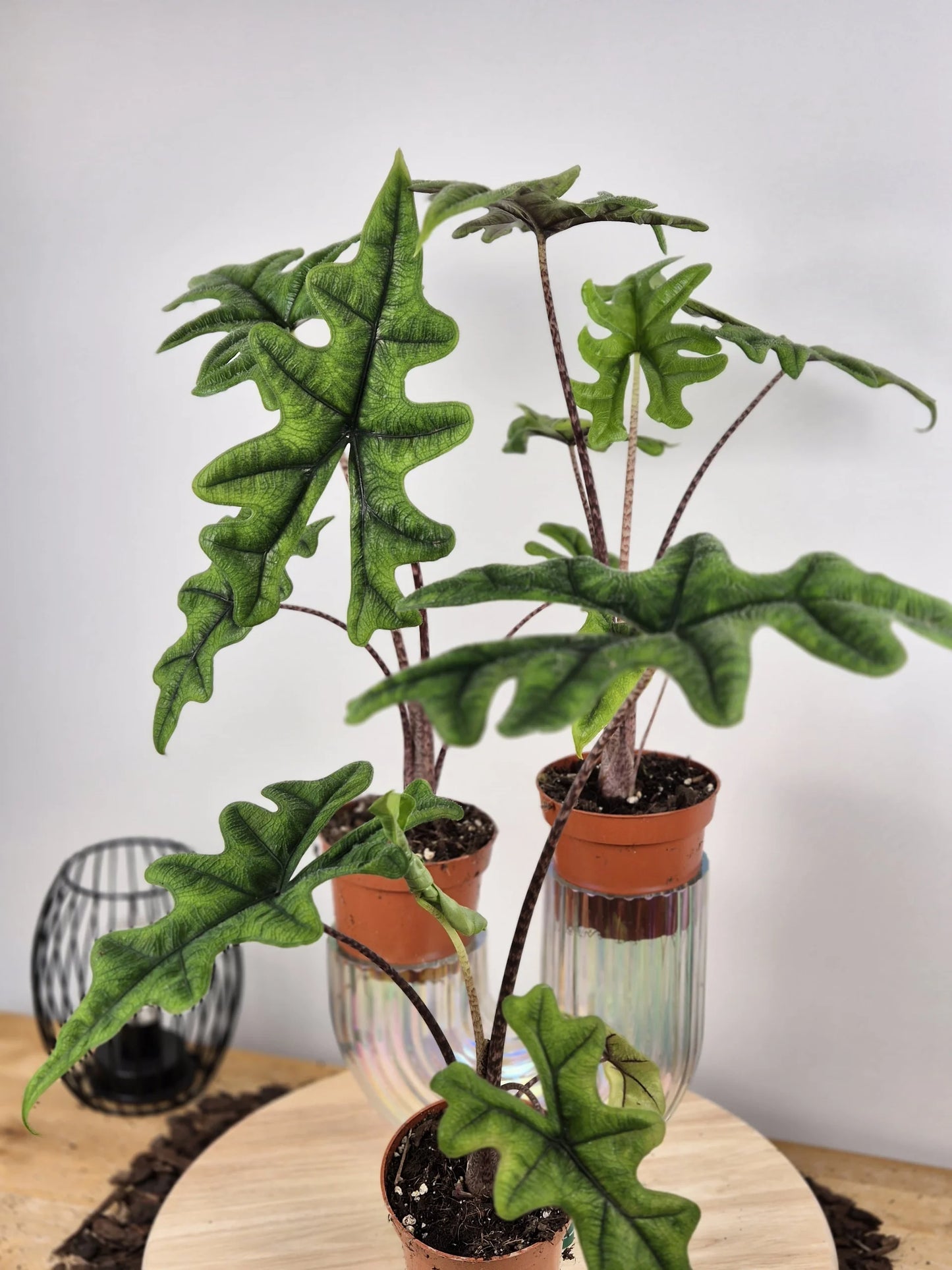 Alocasia Jacklyn
