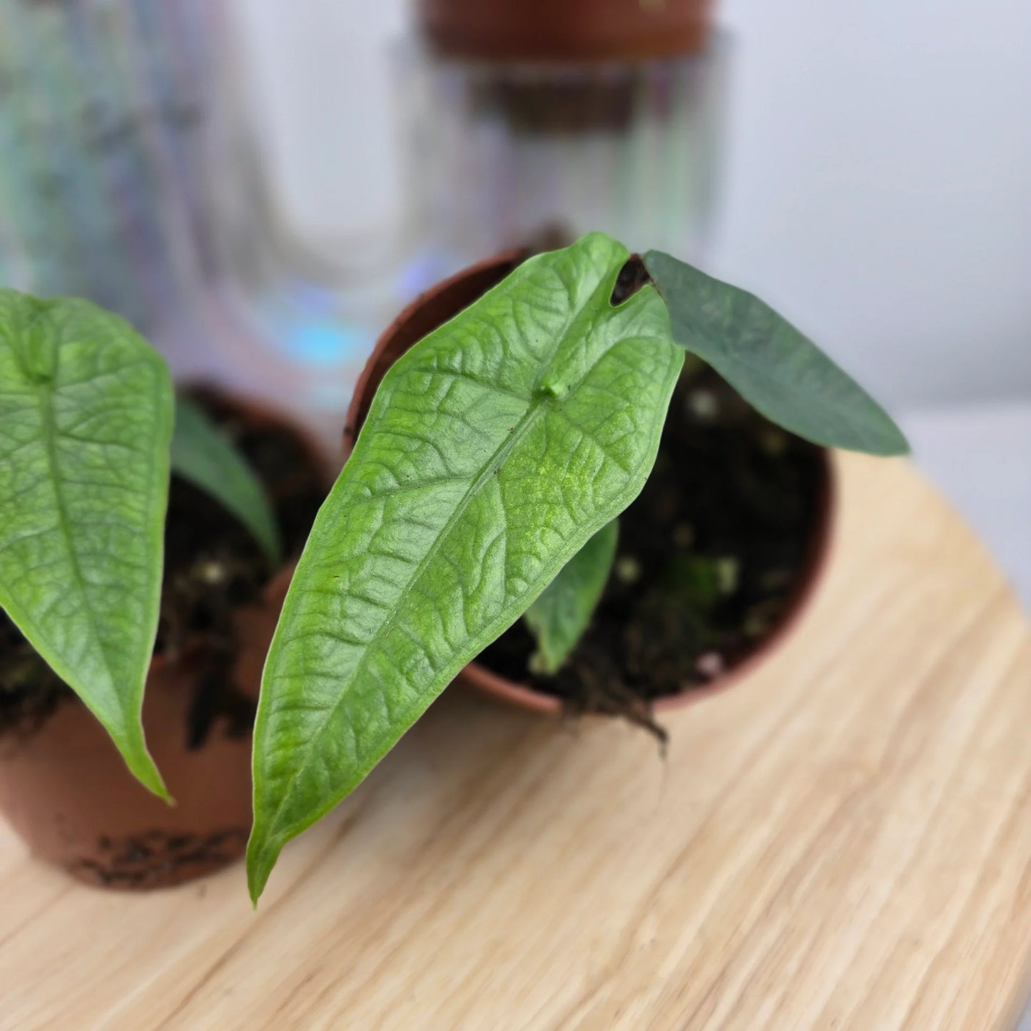 Alocasia 'Sulawesi Green Carpet'