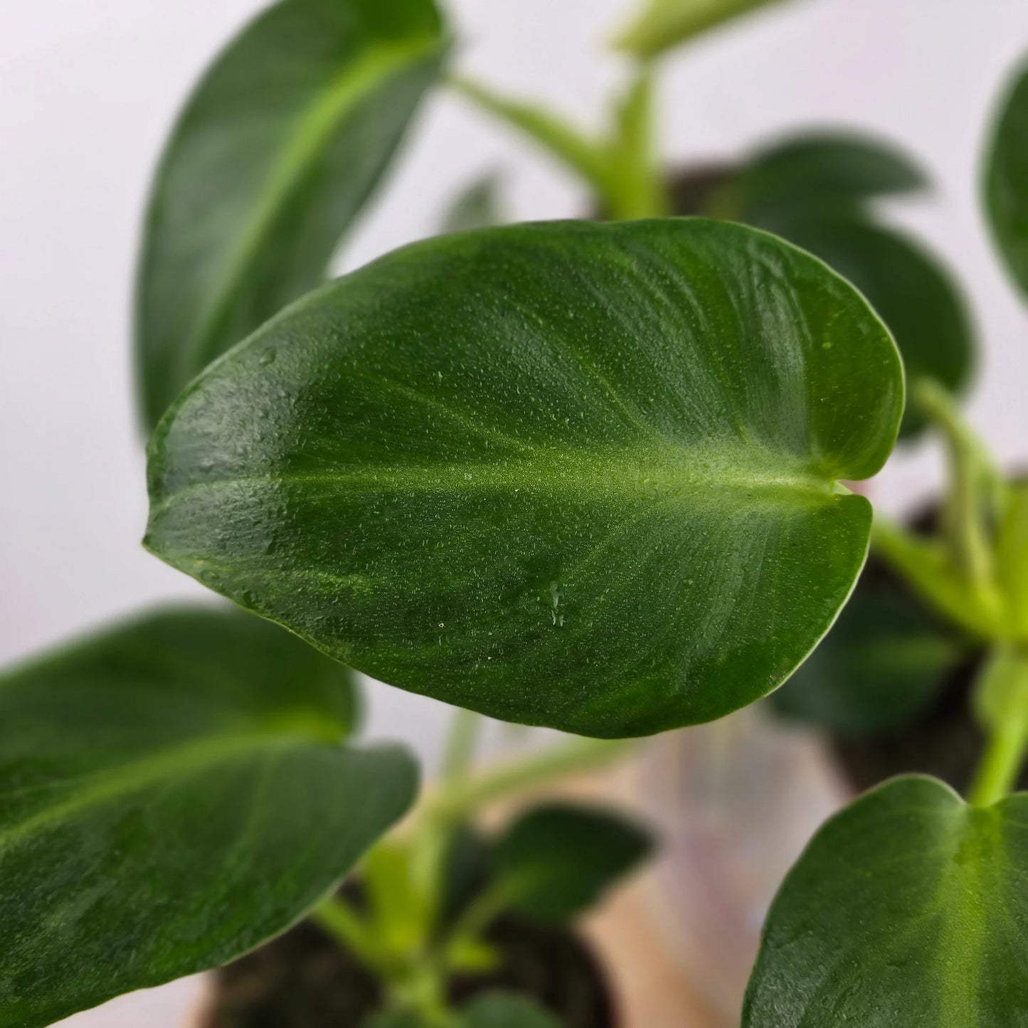 Philodendron Rugosum 'Aberrant Form'