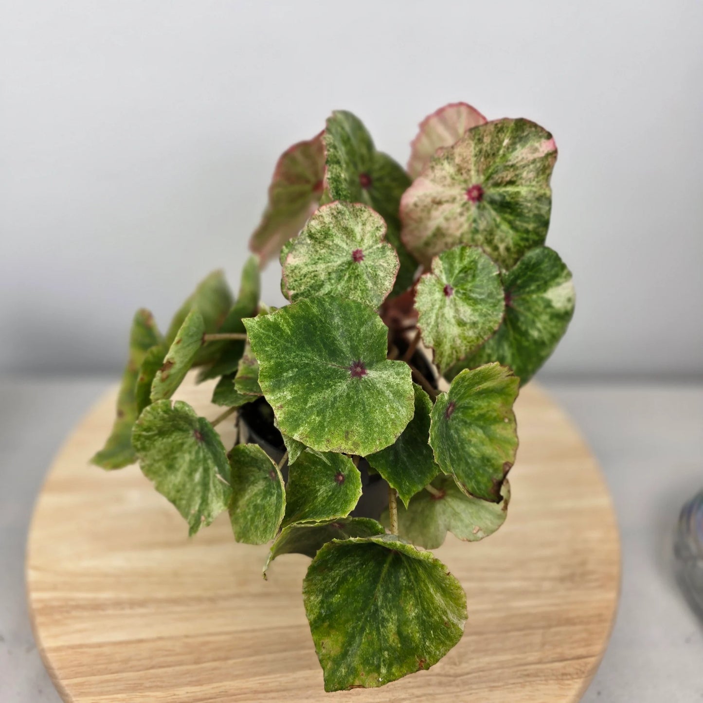 Begonia 'Rouge Variegata'