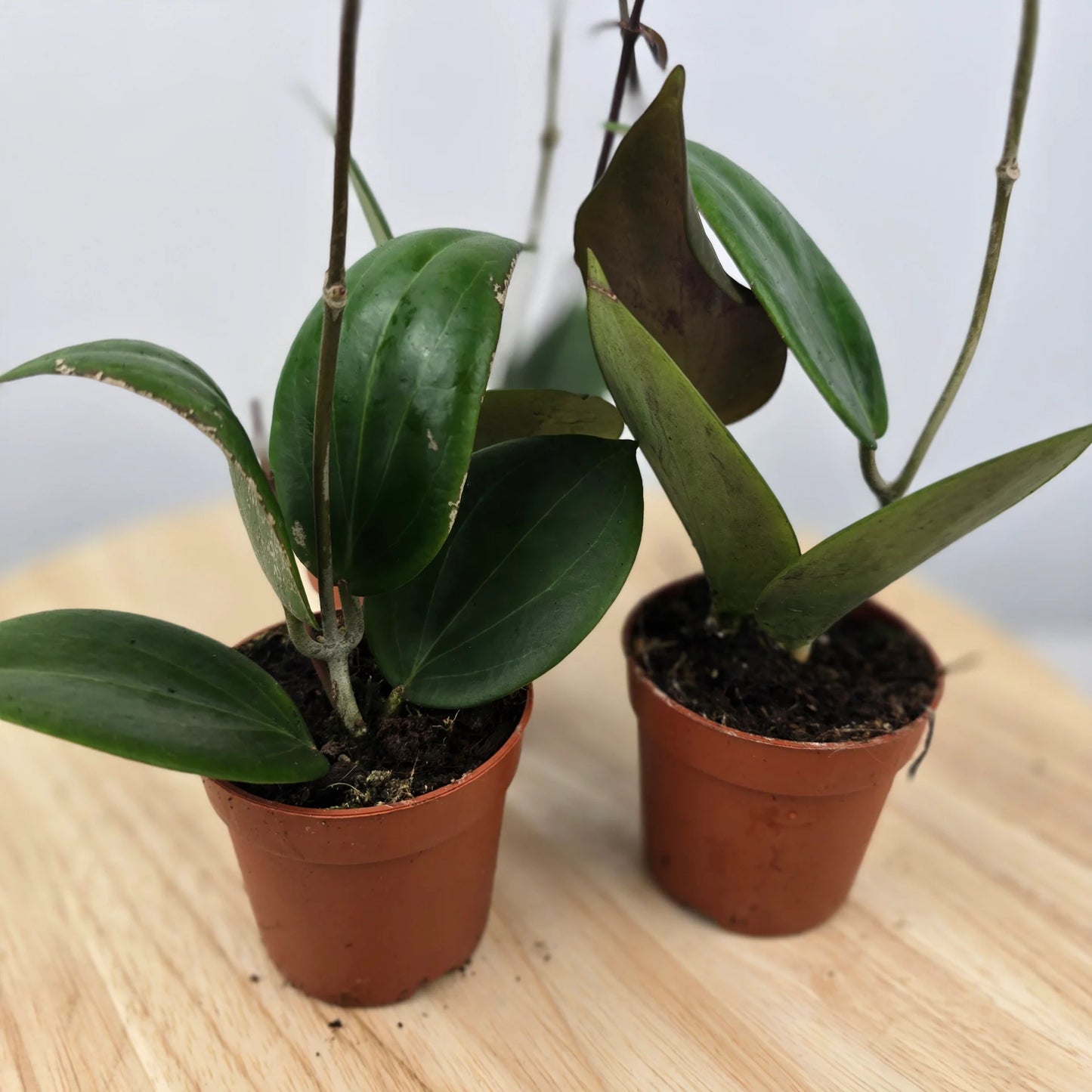 Hoya sp Papua