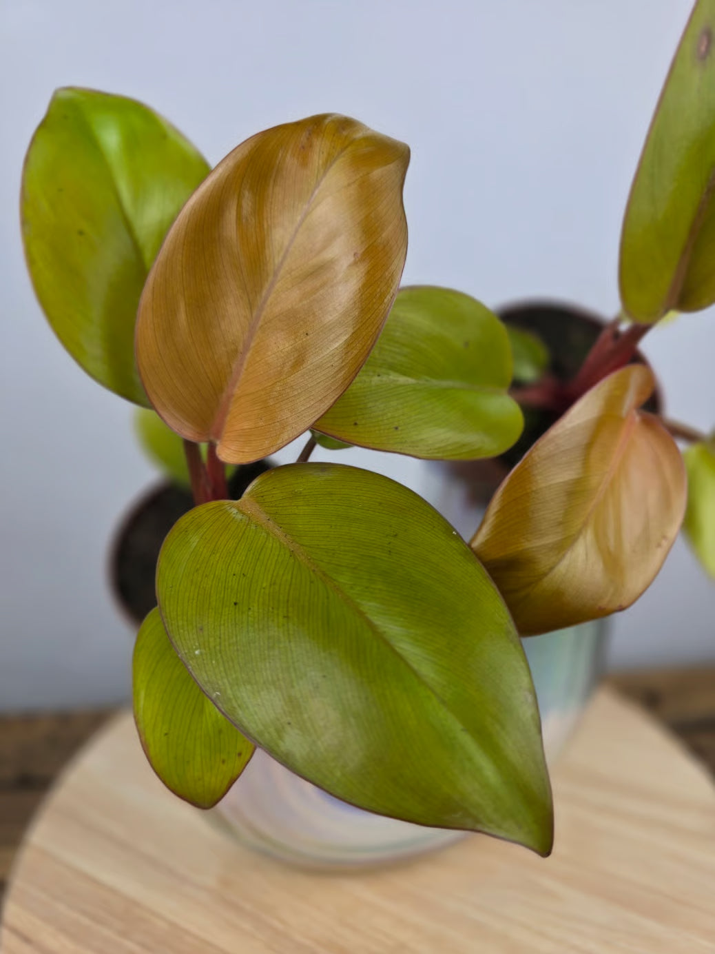 Philodendron 'Mars'