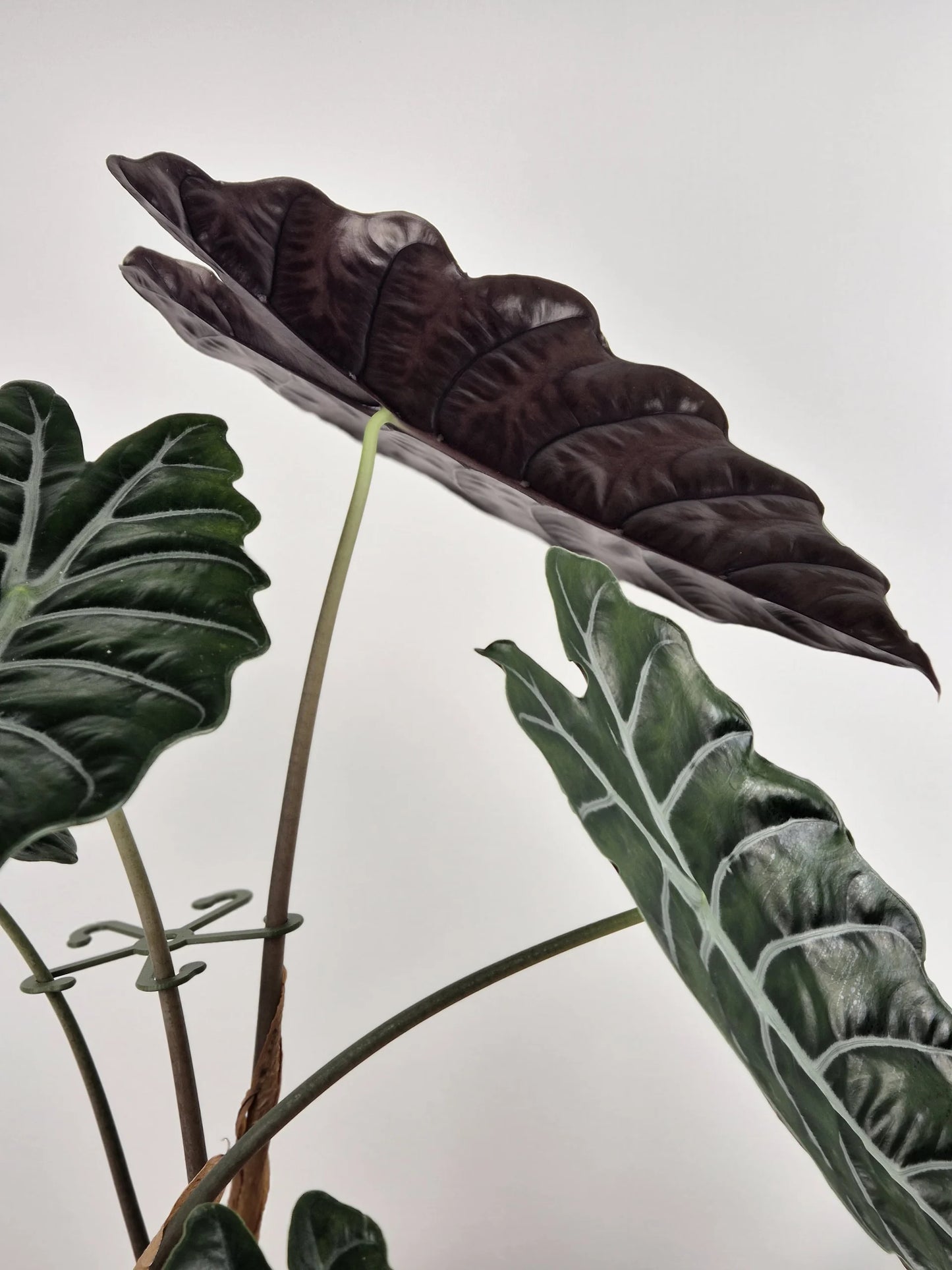 Alocasia chantrieri