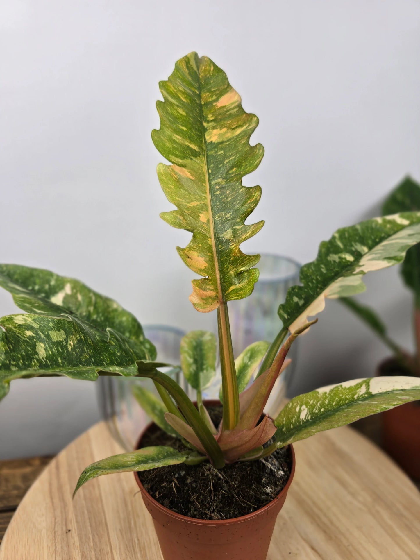 Philodendron 'Ring of Fire'