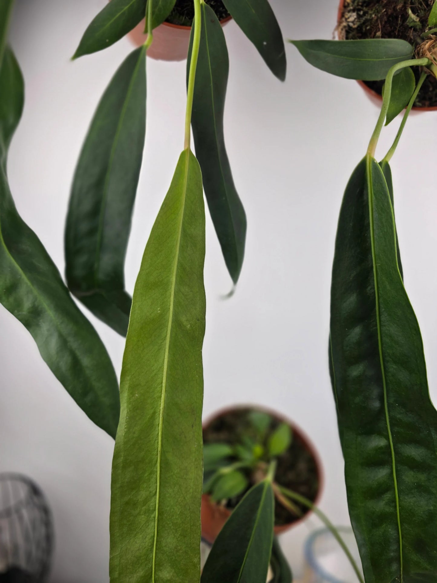 Anthurium Wendlingeri
