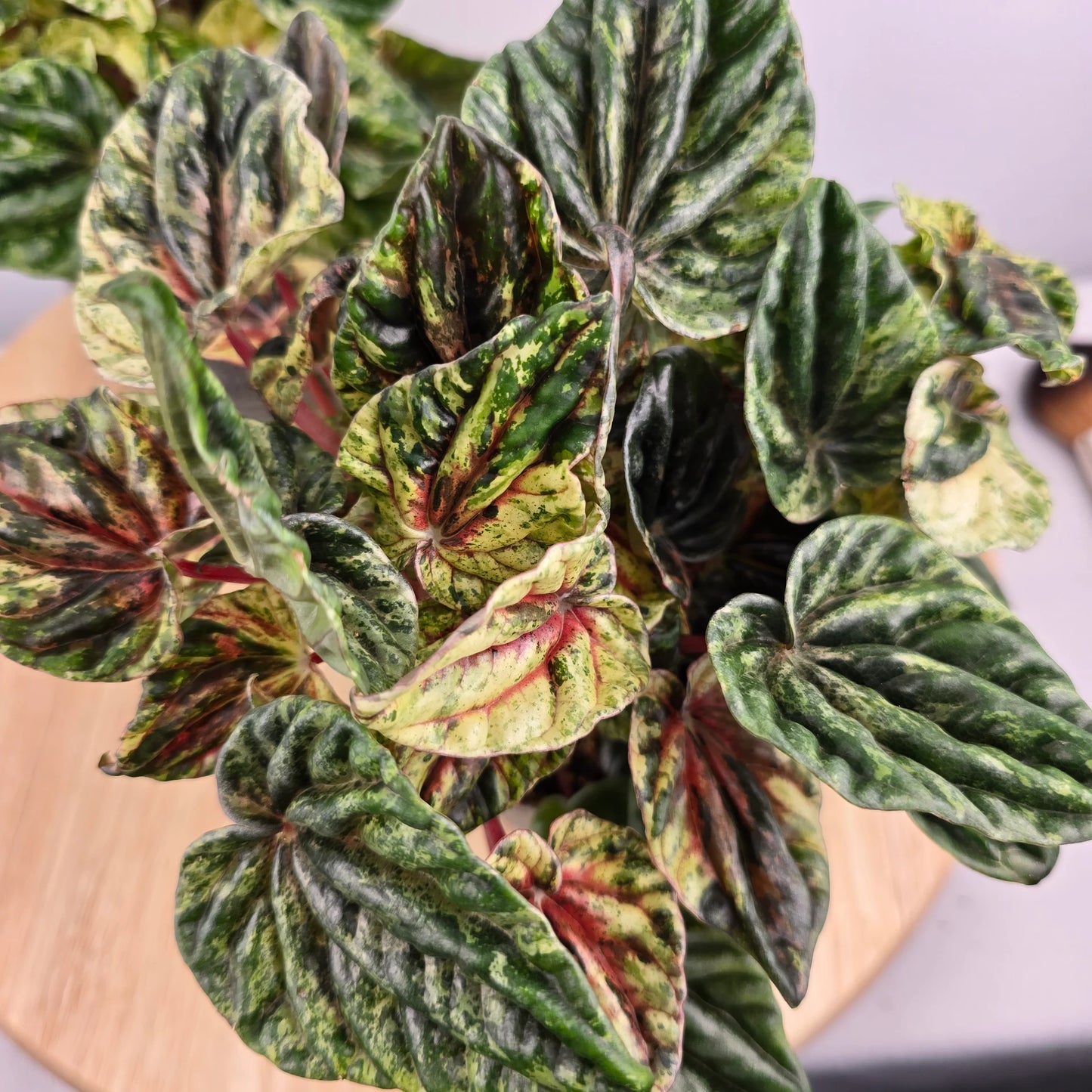 Peperomia caperata 'Buenos Aires'