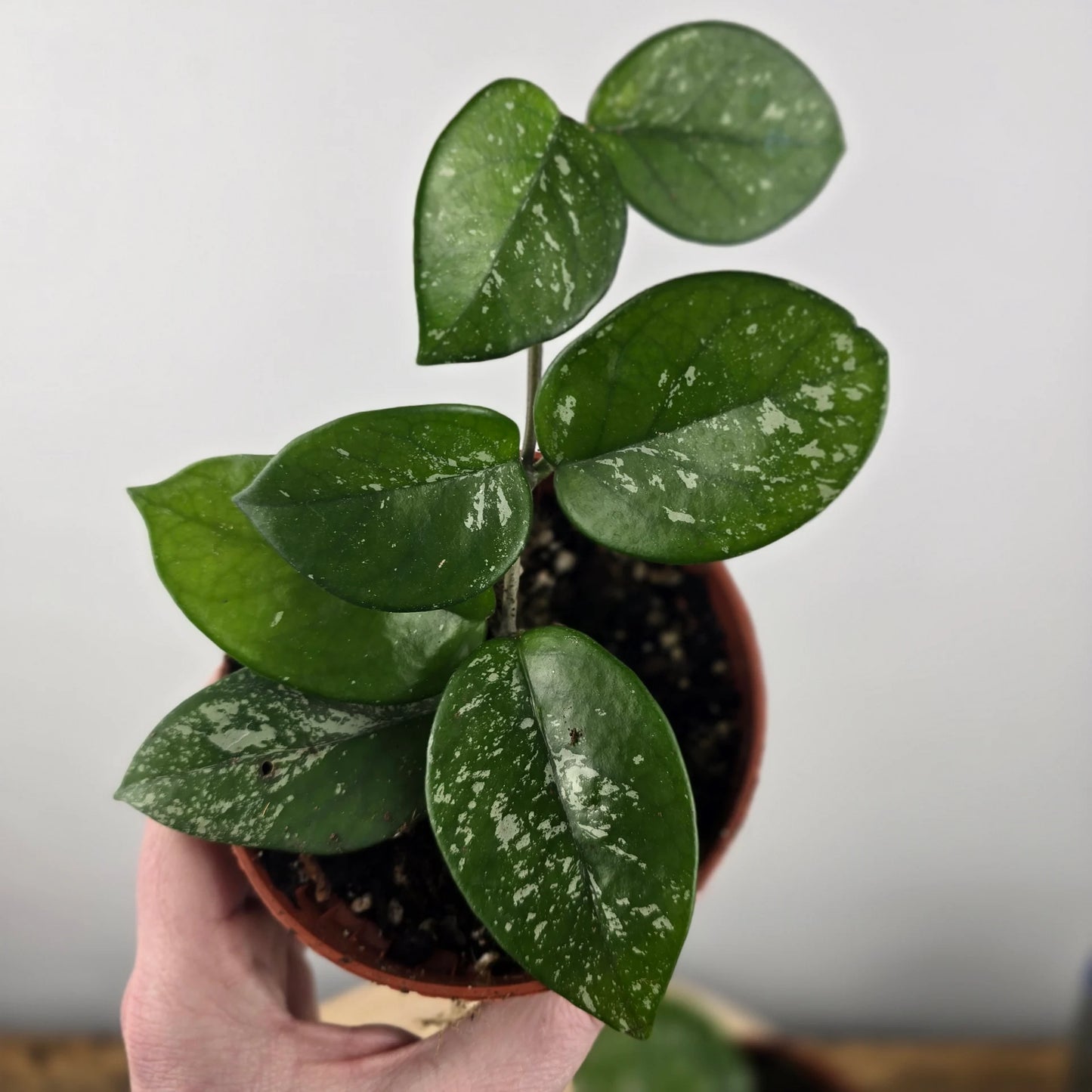 Hoya carnosa 'Freckles Splash'