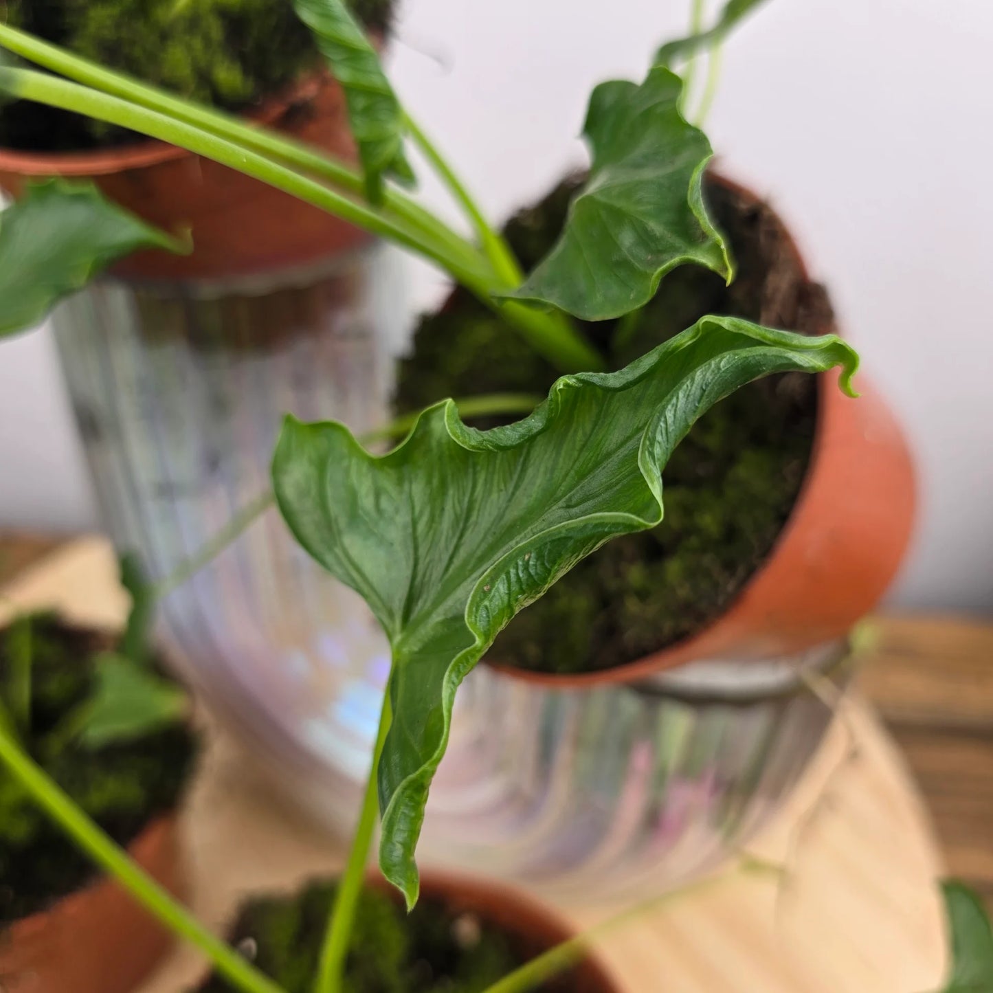 Alocasia 'Triangularis'