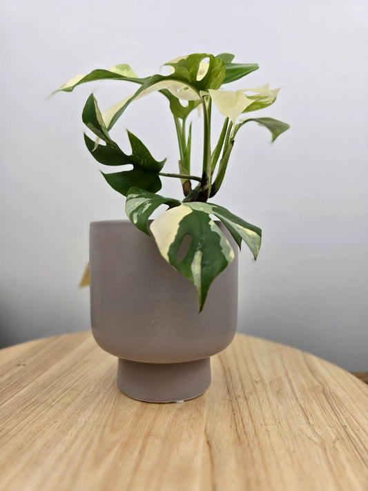 Übertopf Modest Cova