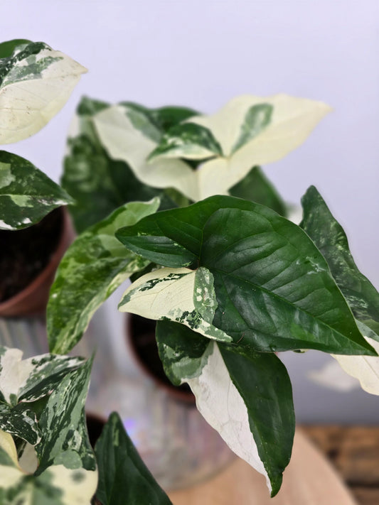 Syngonium podophyllum 'albo variegata'