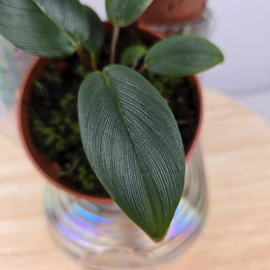 Homalomena wallisii 'Red Sumatra'