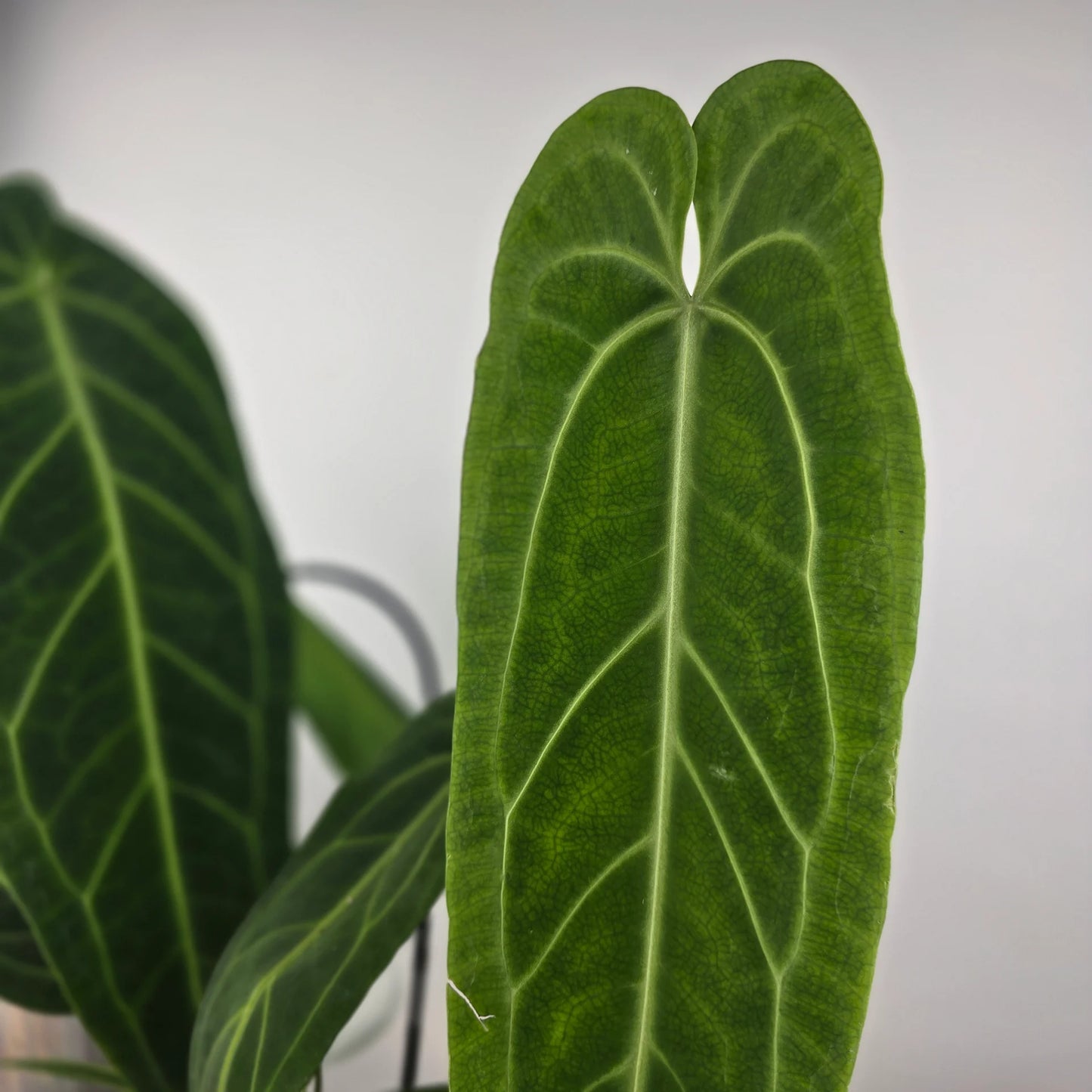 Anthurium warocqueanum 'L'