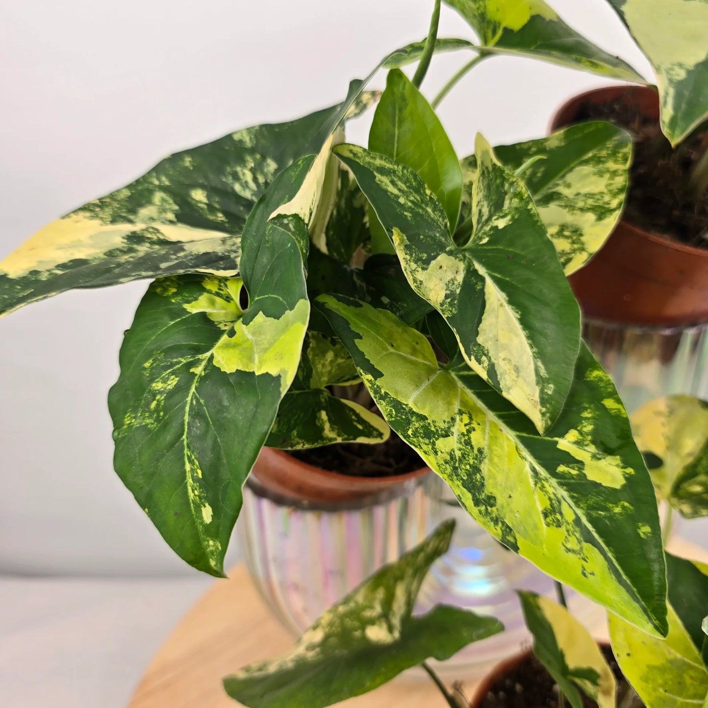 Syngonium Aurea