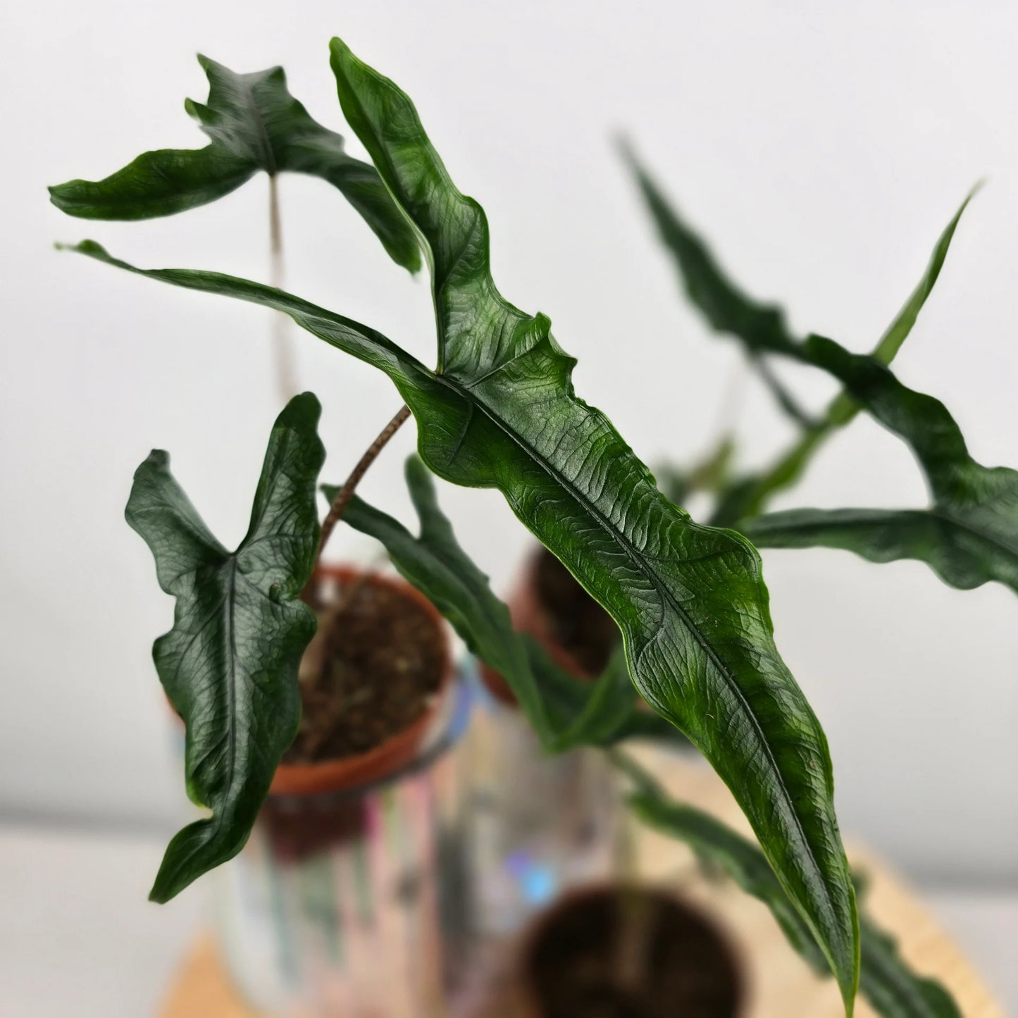 Alocasia Sabrina 'Narrow'