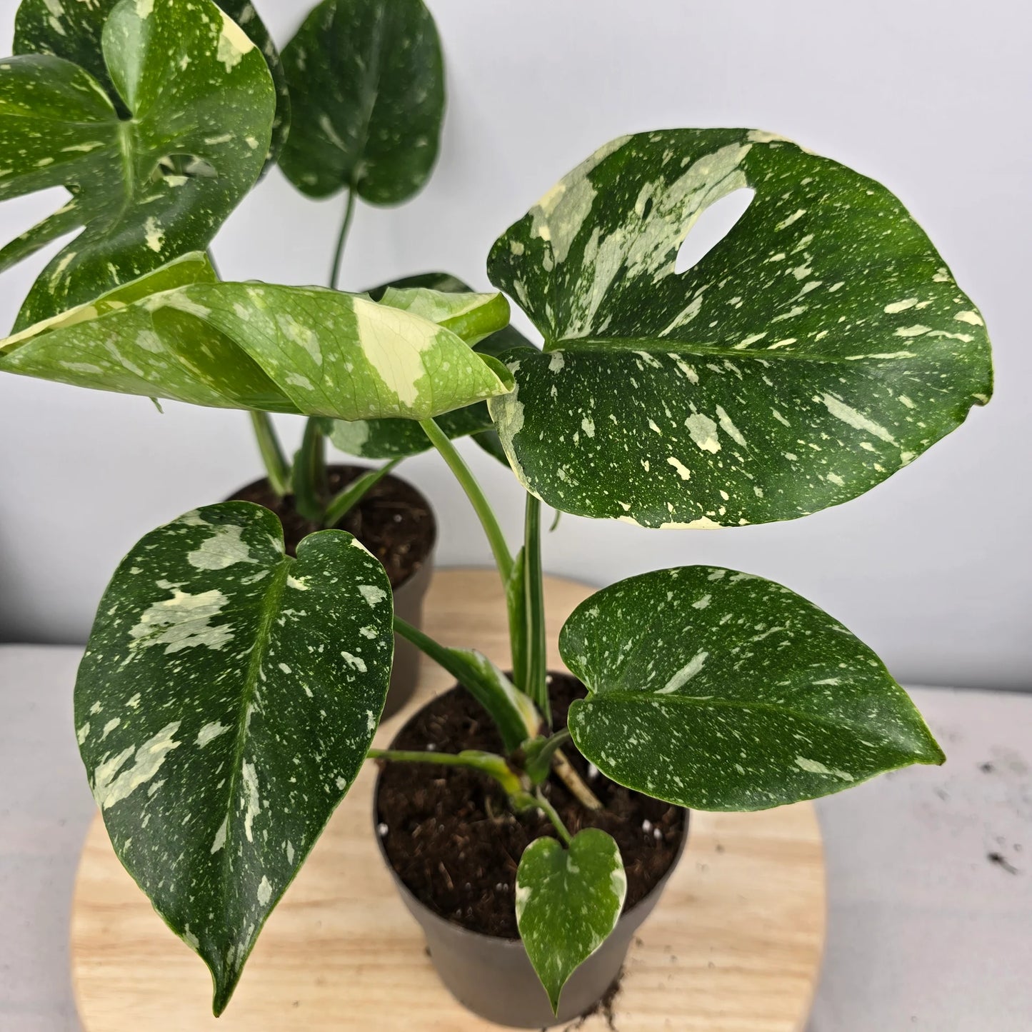 Monstera 'Thai Constellation'