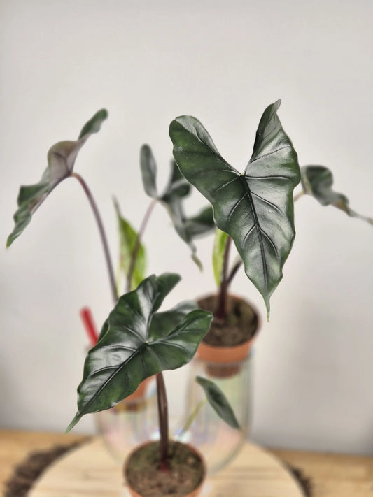 Alocasia princeps 'Purple Cloak'