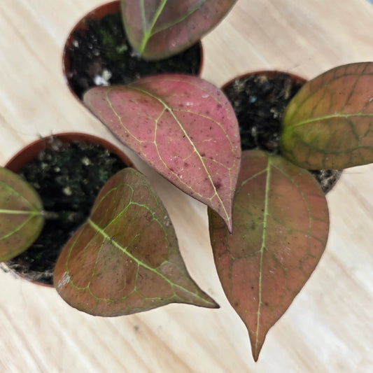 Hoya Tequlia Sunrise