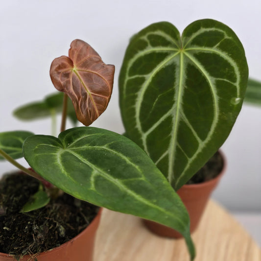 Anthurium Magnificum