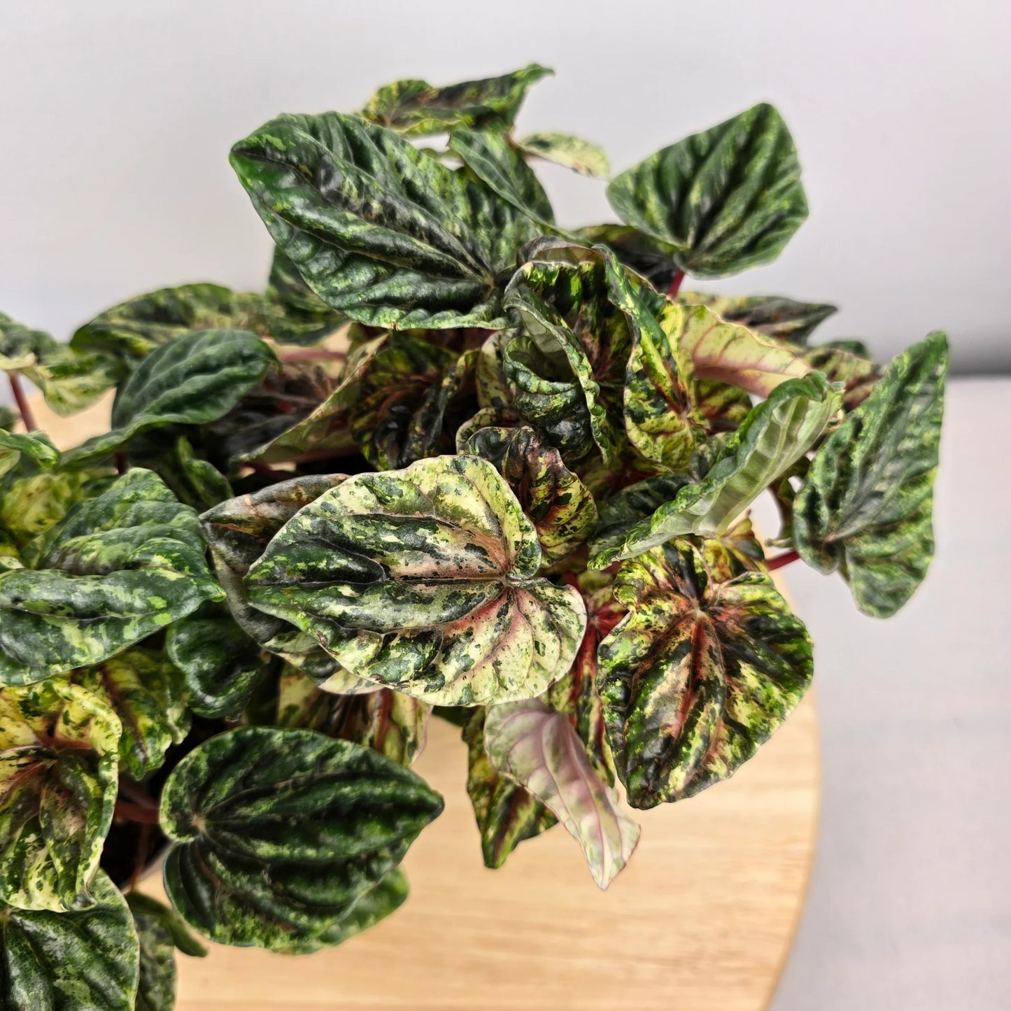 Peperomia caperata 'Buenos Aires'