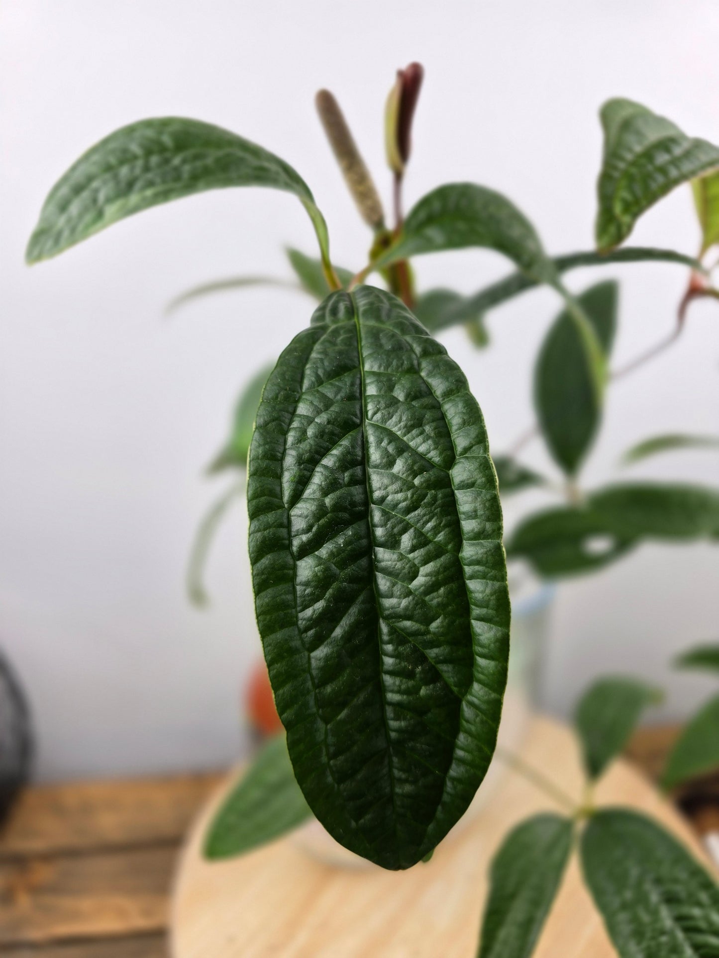 Anthurium arisaemoides