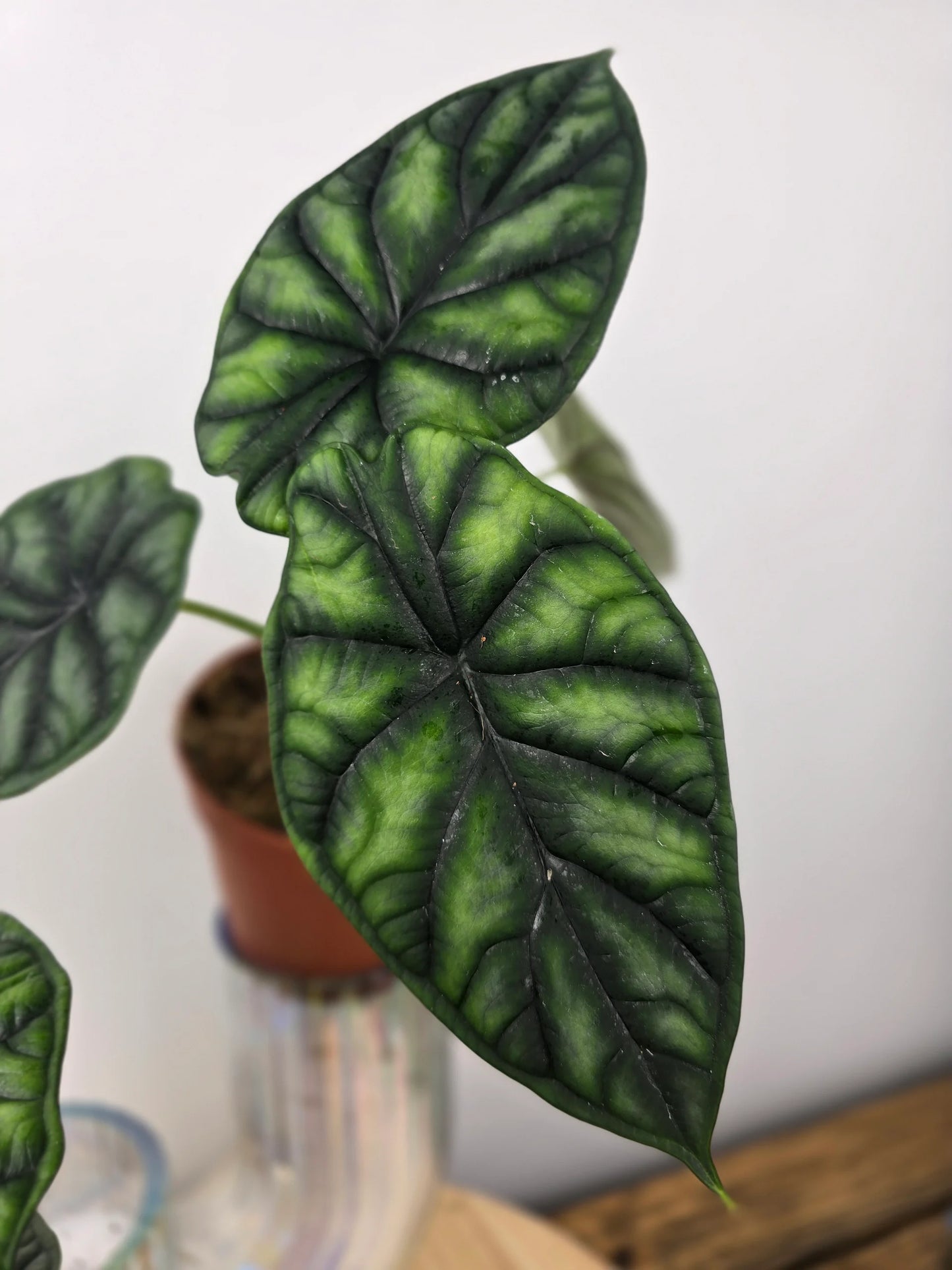 Alocasia 'Dragon Scale'