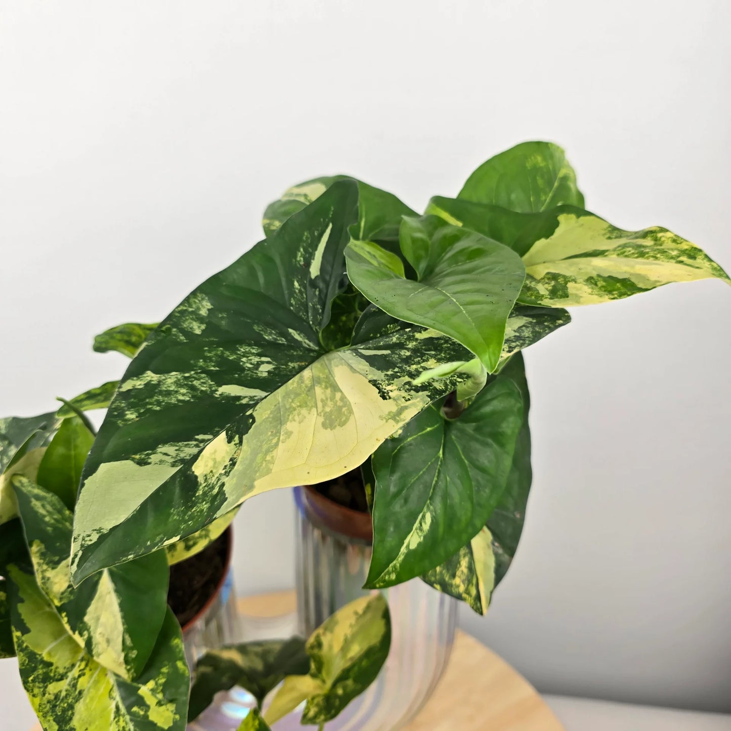 Syngonium Aurea