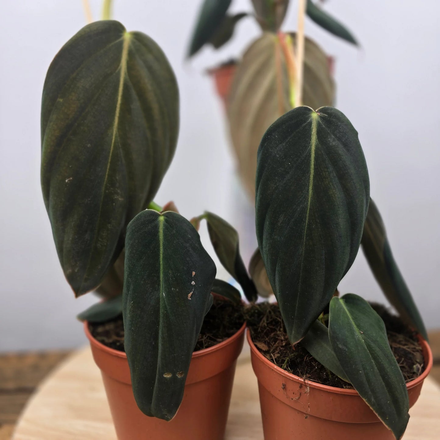 Philodendron gigas