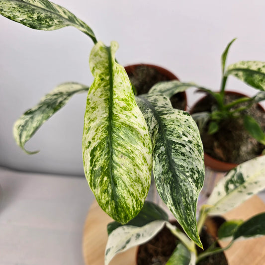 Rhaphidophora puberula 'Variegata'