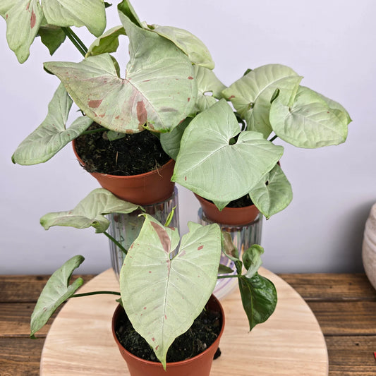 Syngonium 'Confetti'