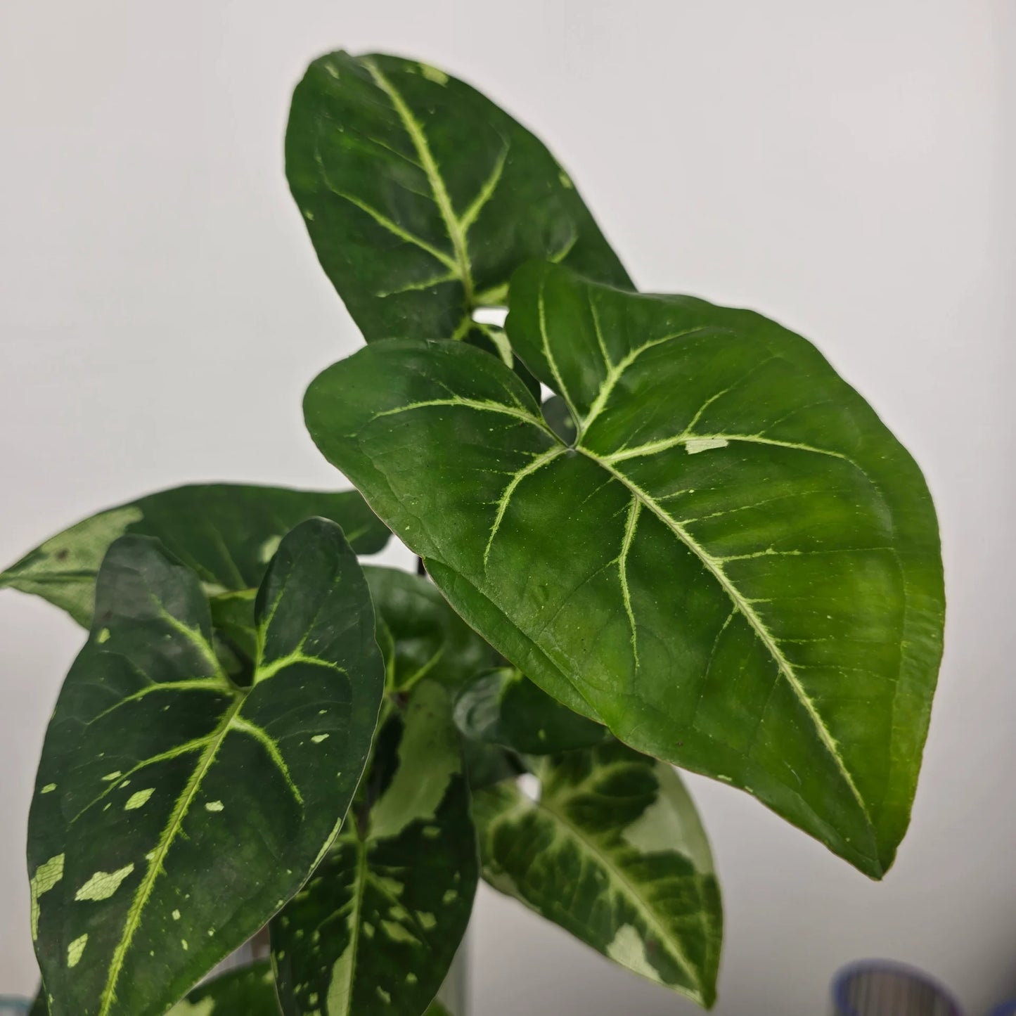 Syngonium Panda